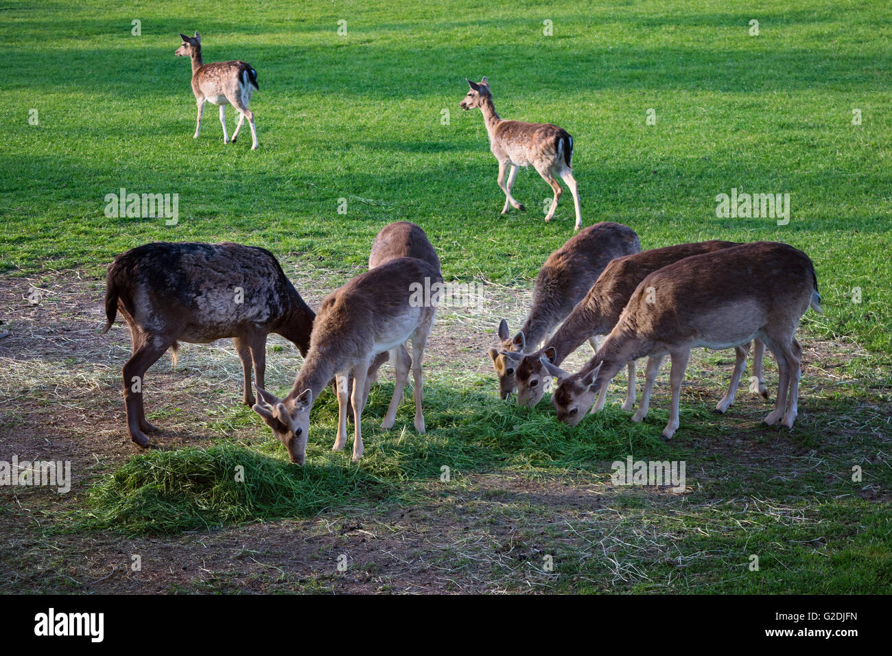 Gruppe der Hirsche Herde Familie Beweidung Essen Fütterung grünen Rasen Wiese Stockfoto