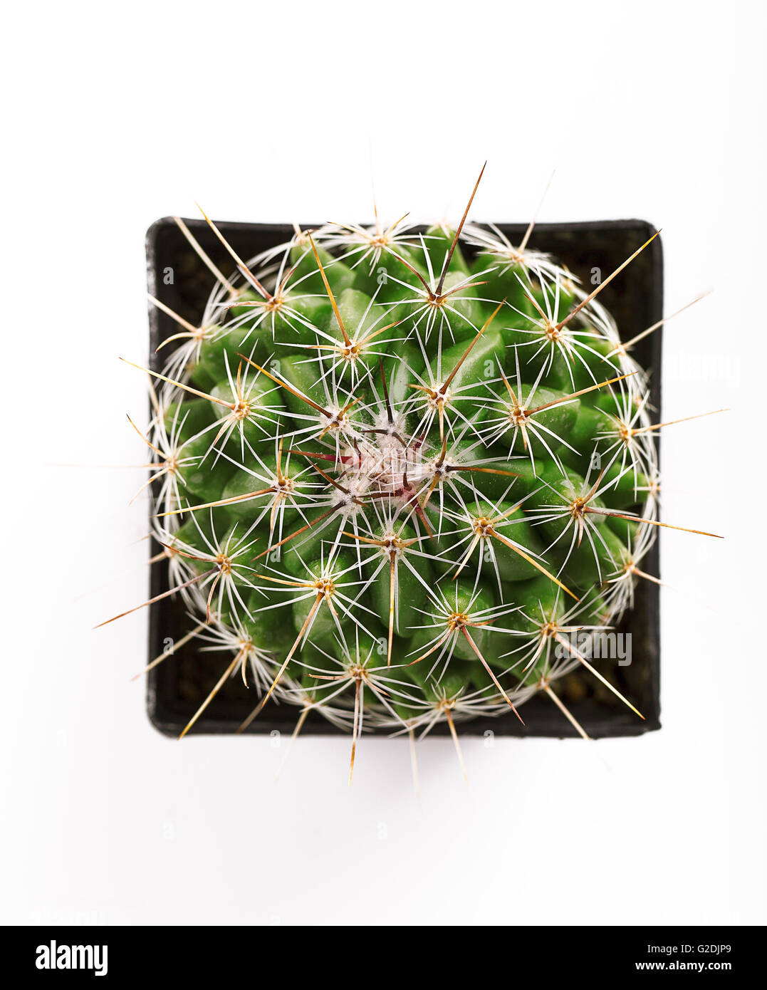 Draufsicht eines kreisförmigen grünen stacheligen Kaktus in einem quadratischen schwarzen Blumentopf isoliert auf weiss Stockfoto