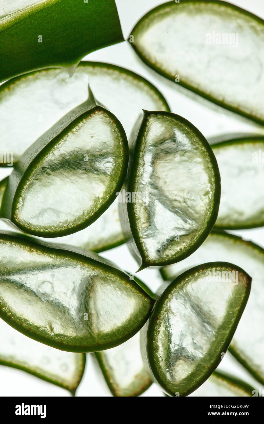 Frisch geschnittene Aloe Vera auf weißem Hintergrund Studioaufnahme Stockfoto