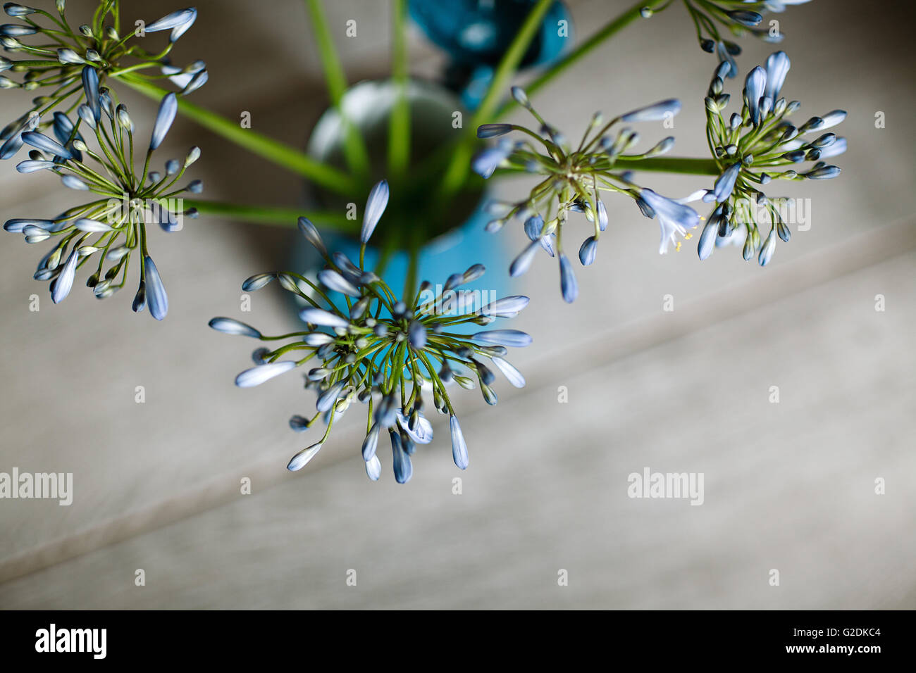 Stilleben Mit Blauen Zwiebelblüten im Retro - Kaffeekanne Stockfoto