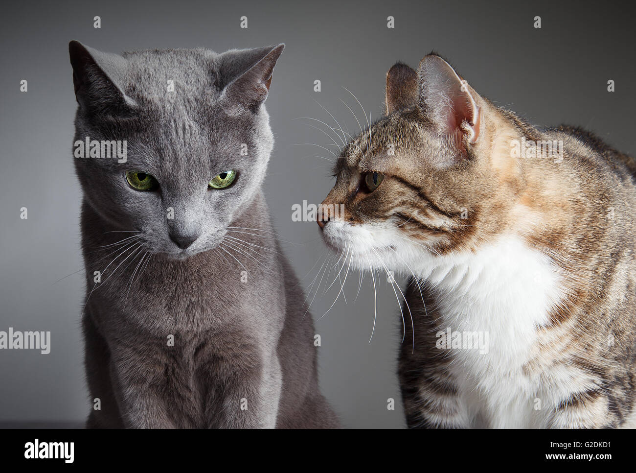 Ein Studio-Foto mit zwei Katzen, die anmutig vor einem neutralen grauen Hintergrund sitzen. Das eine ist ein russisches Blau mit glattem Fell und das andere ist ein Europa Stockfoto