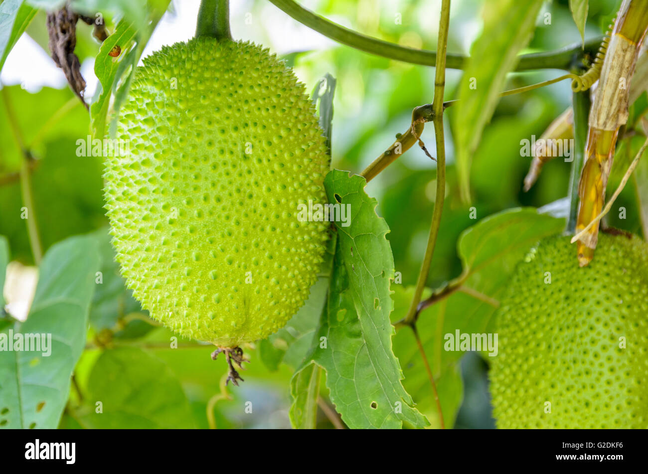 Grün-Gac Frucht, bittere Spring-Gurke oder Momordica Cochinchinensis Spreng auf dem Baum in Thailand Stockfoto