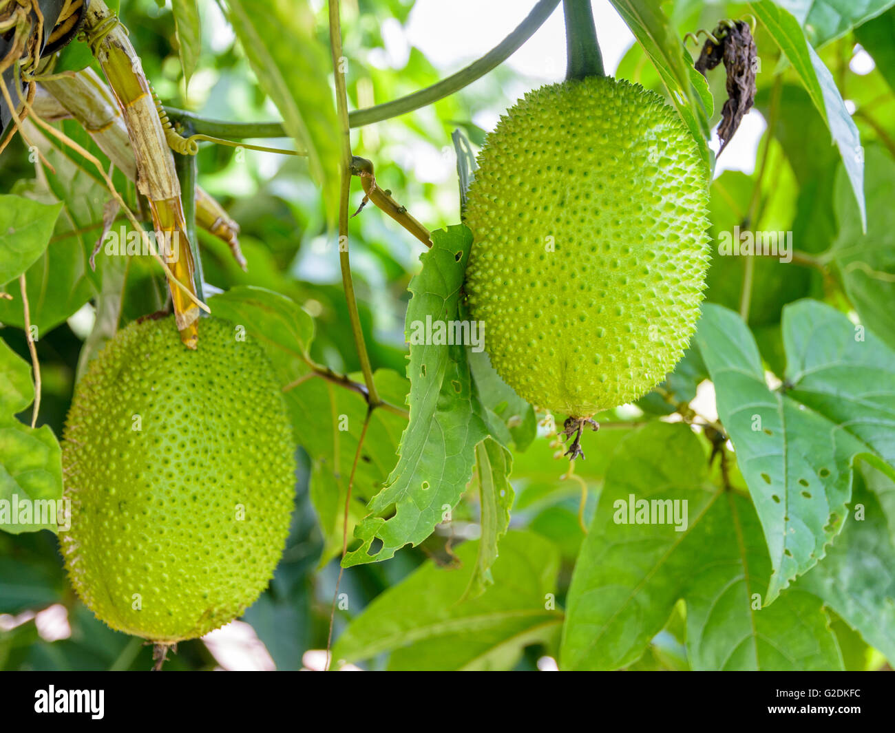 Grün-Gac Frucht, bittere Spring-Gurke oder Momordica Cochinchinensis Spreng auf dem Baum in Thailand Stockfoto