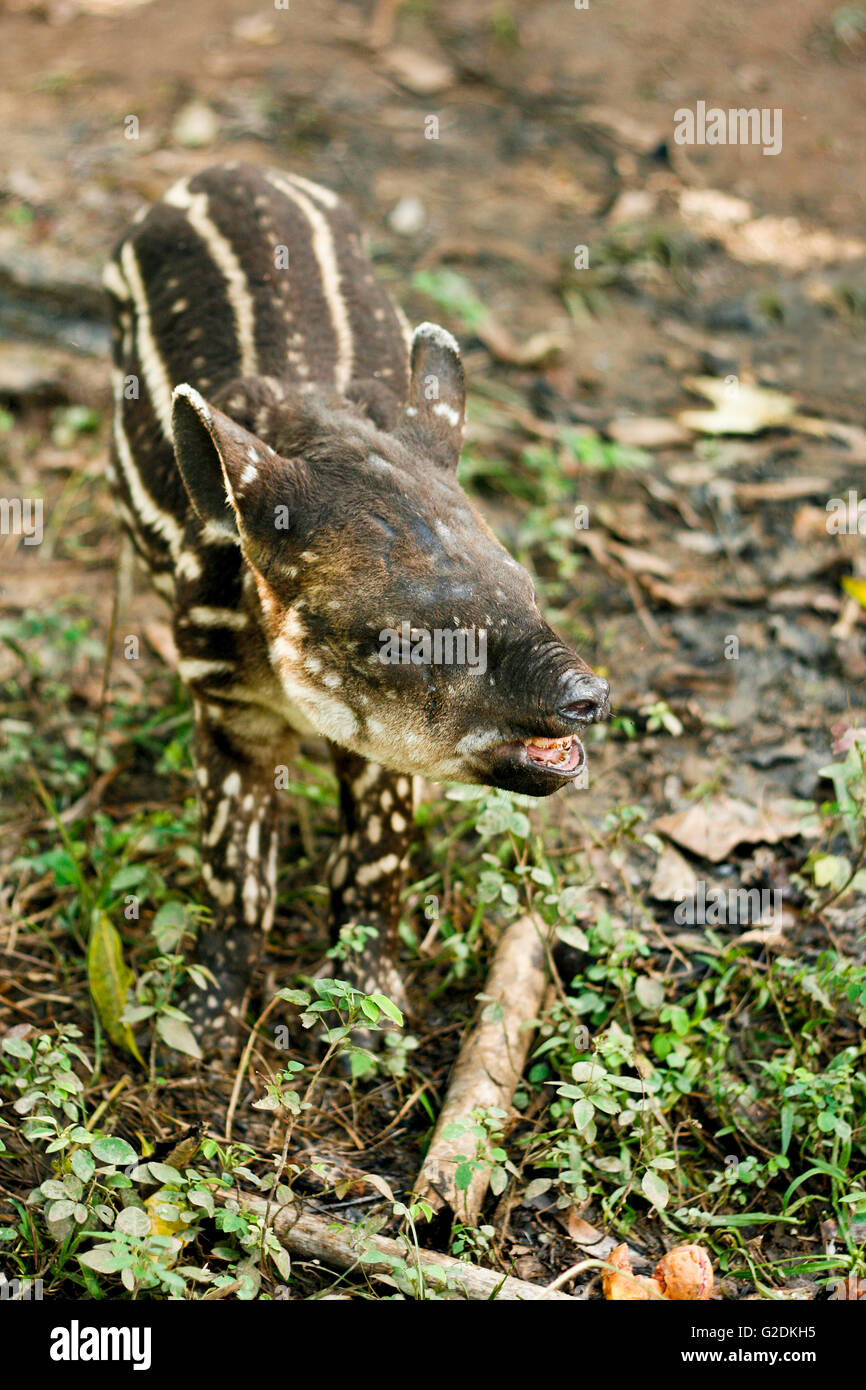 South American Tapir-Baby (Tapirus Terrestris). Remoyacu.  Amazonas-Regenwald. Peru Stockfoto