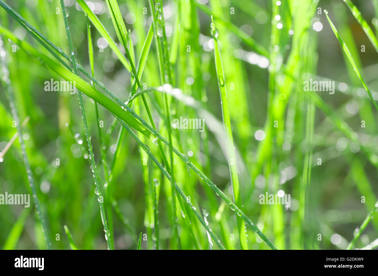 Makro des frischen Grases mit Wasser Tropfen Stockfoto