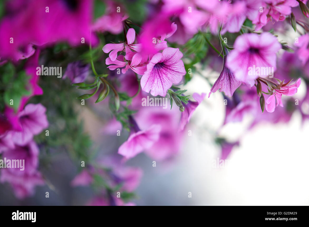 Nahaufnahme von violetten Petunien Stockfoto