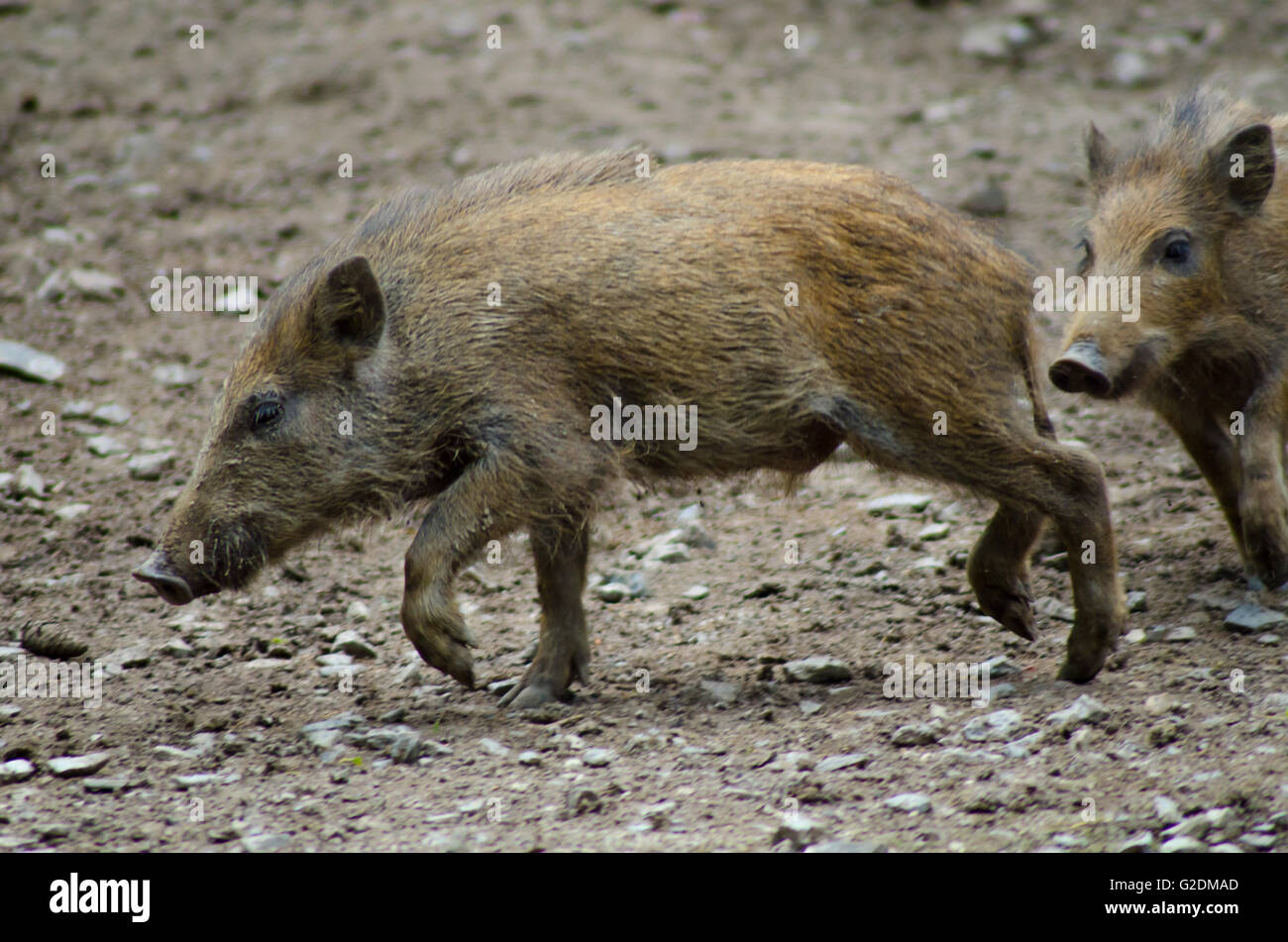 Baby Schwein gejagt von einem Geschwister Stockfoto