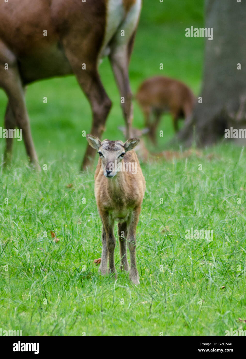 Baby Hirsch stehend auf dem Rasen Stockfoto