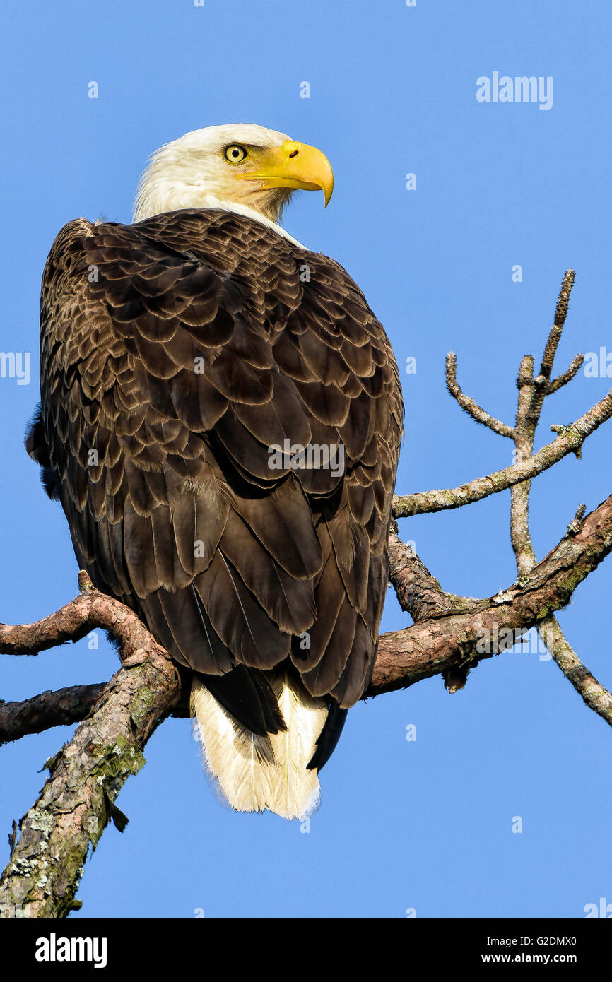 Weißkopfseeadler Stockfoto