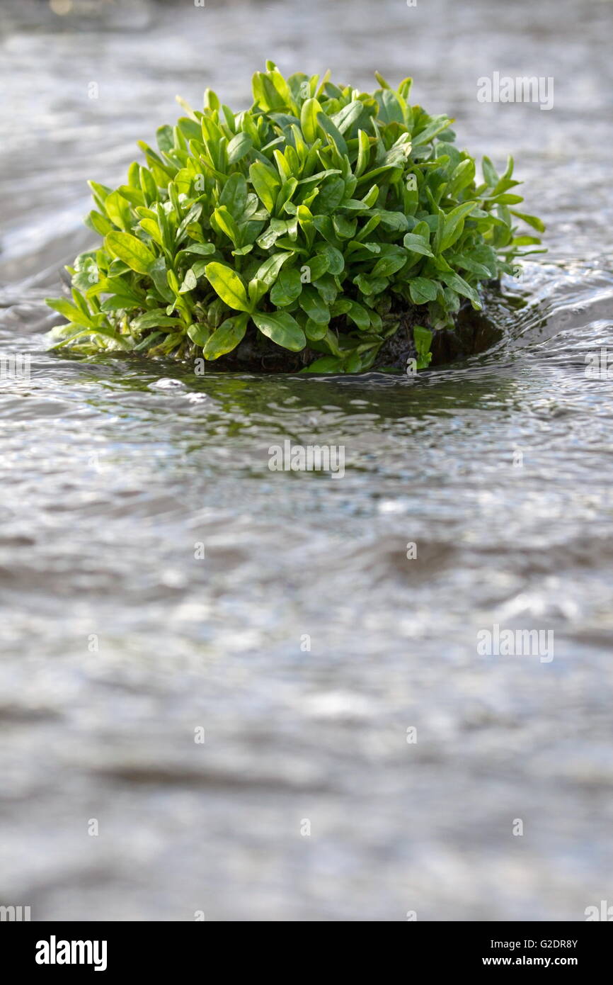 Wasserpflanze wächst im Bach, Niederlande Stockfoto