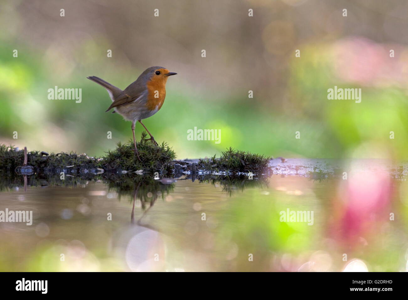 Robin sitzt direkt am Wasser in den Wald, Niederlande Stockfoto