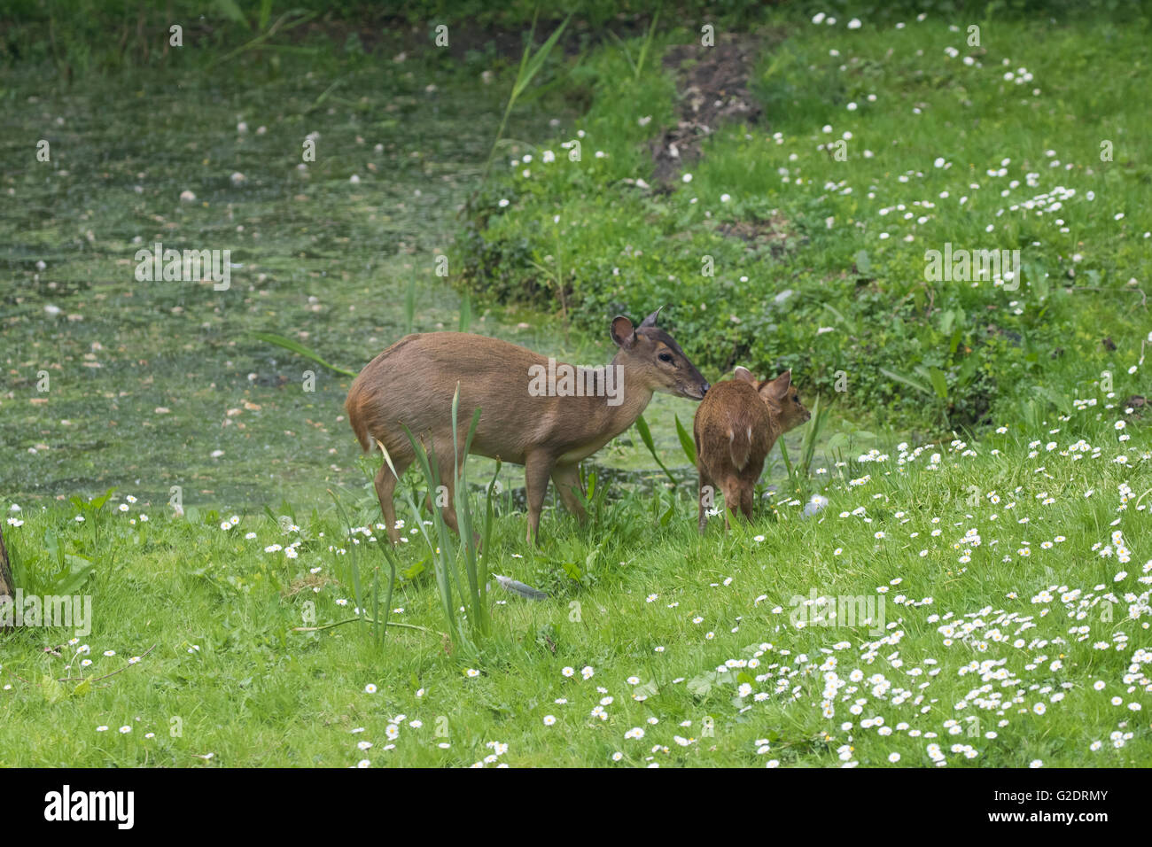 Mutter und Baby deer muntjac auch genannt bellende Rehe zusammen Stockfoto