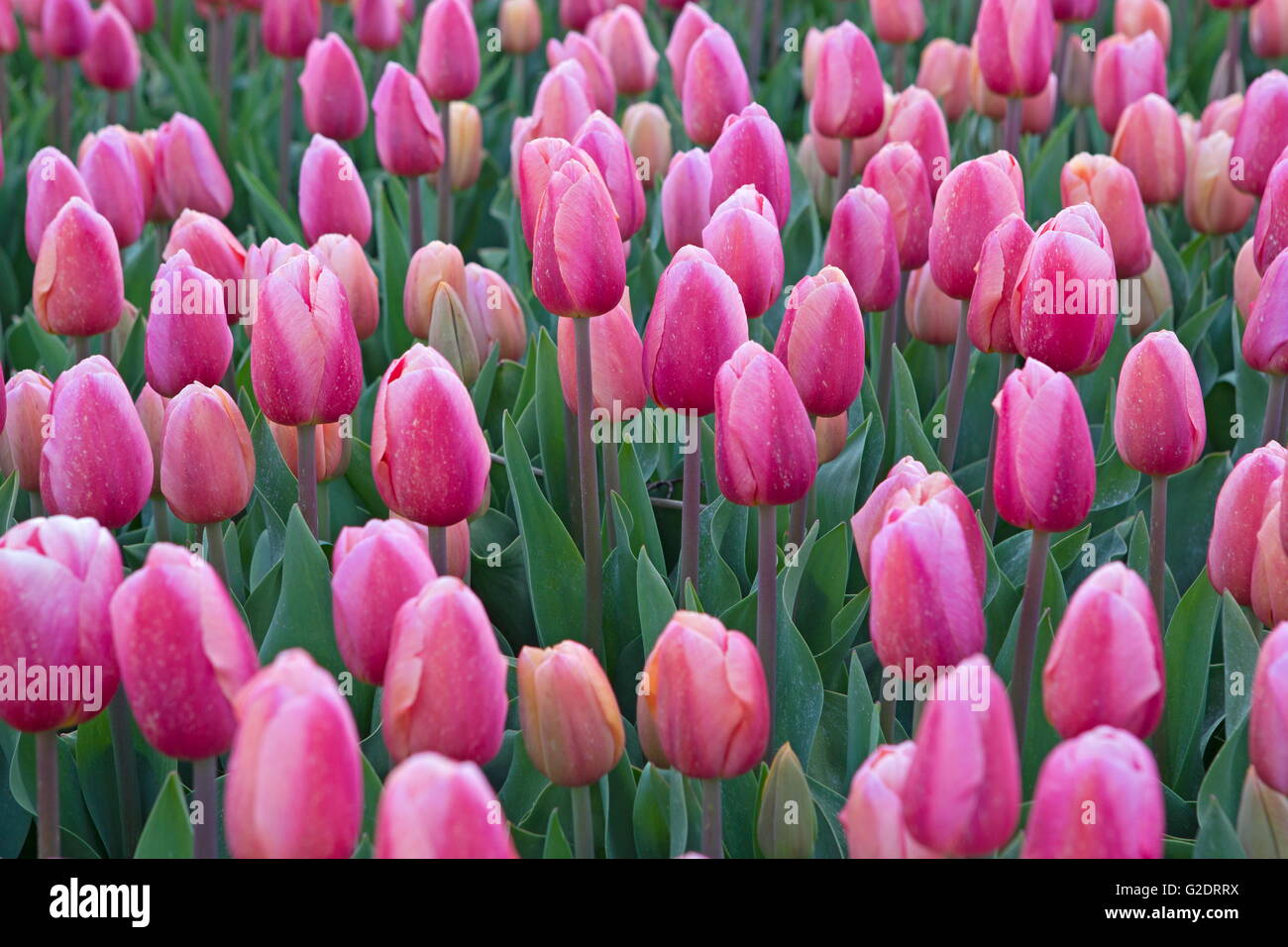 Tulpen aus Holland Stockfoto