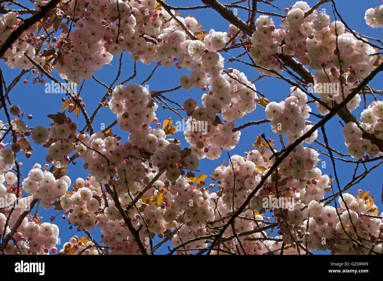 Japanische Blüte Blüte im Frühjahr, Niederlande Stockfoto