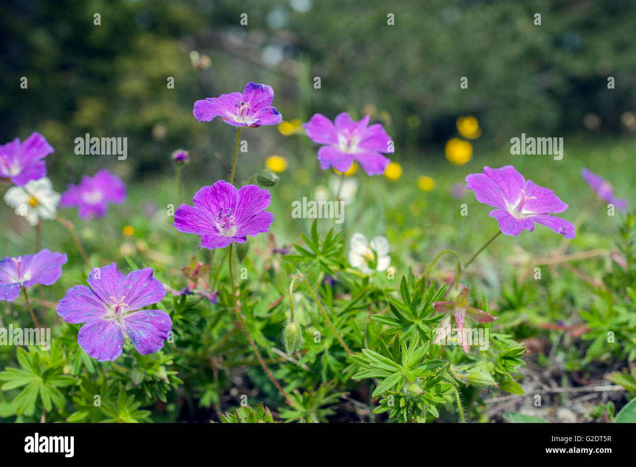 Blutige des Krans-Rechnung (Geranium Sanguineum) Stockfoto
