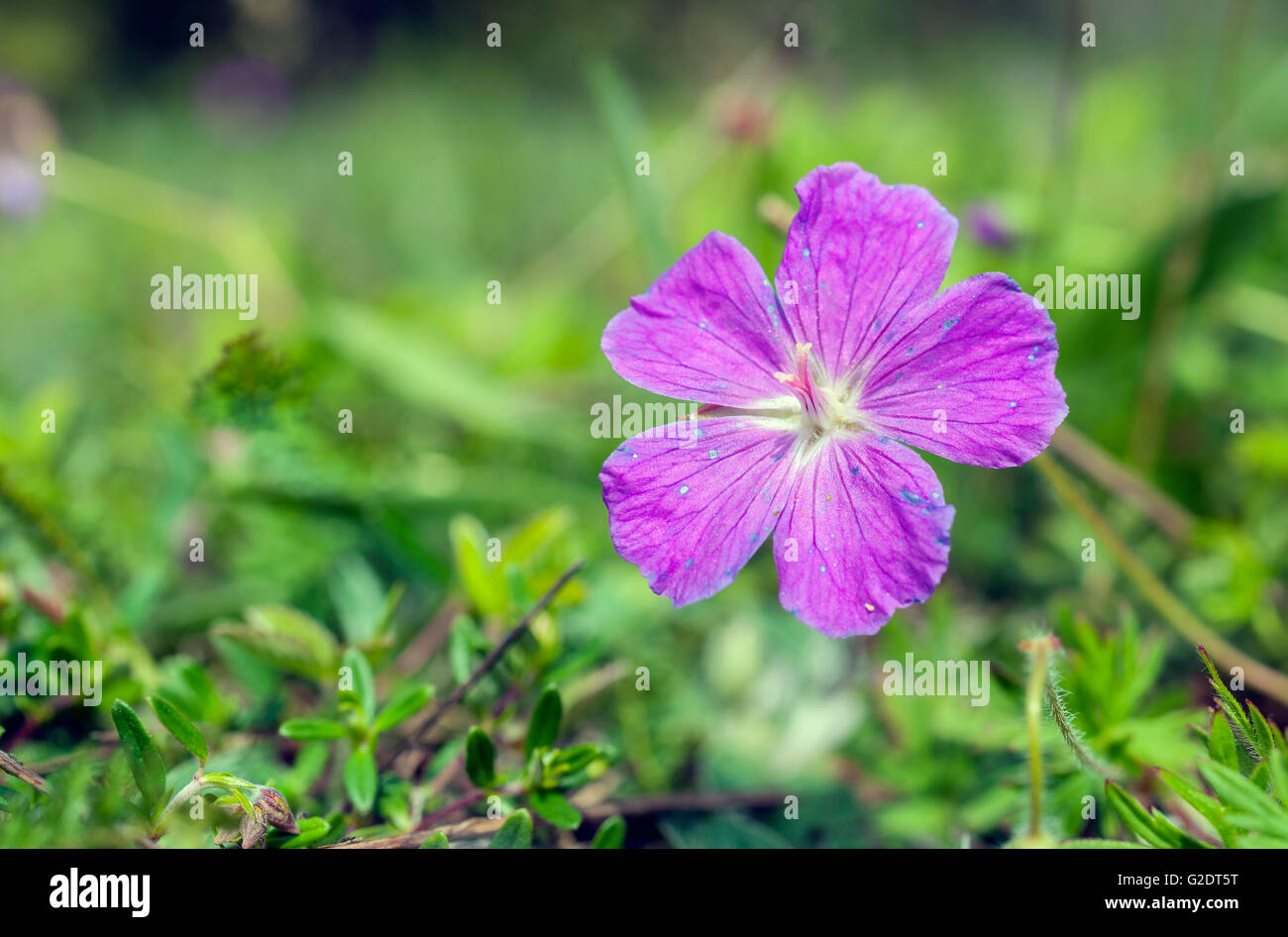 Blutige des Krans-Rechnung (Geranium Sanguineum) Stockfoto
