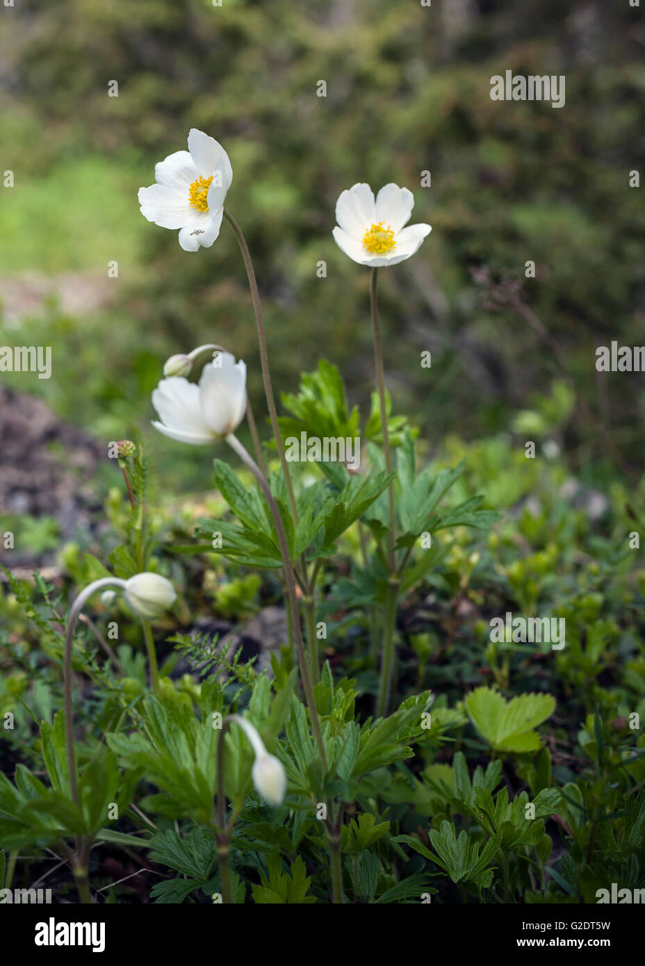 Schneeglöckchen-Anemone (Anemone Sylvestris) Stockfoto