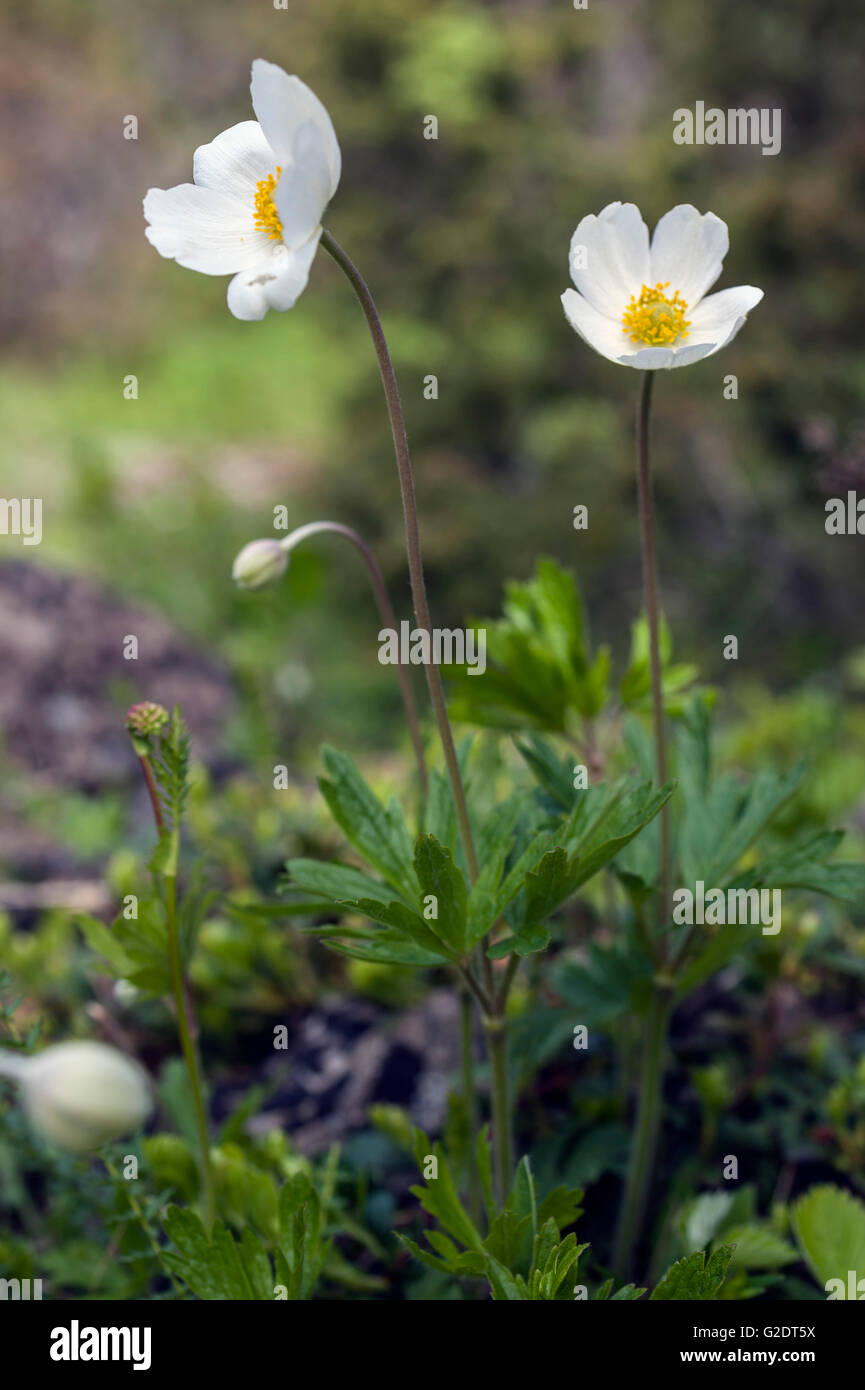 Schneeglöckchen-Anemone (Anemone Sylvestris) Stockfoto