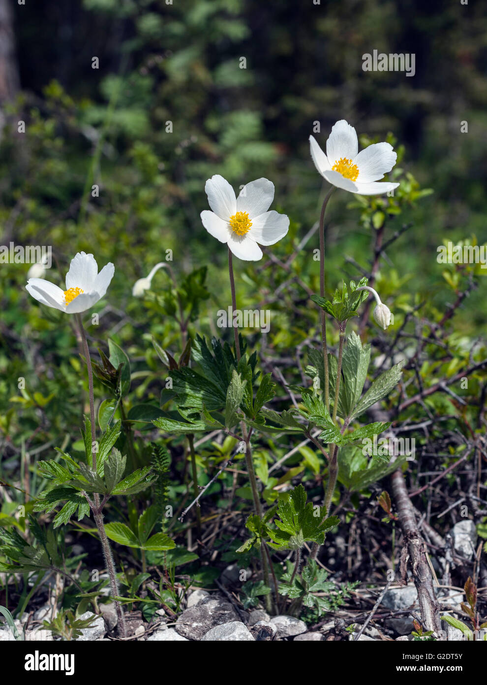 Schneeglöckchen-Anemone (Anemone Sylvestris) Stockfoto