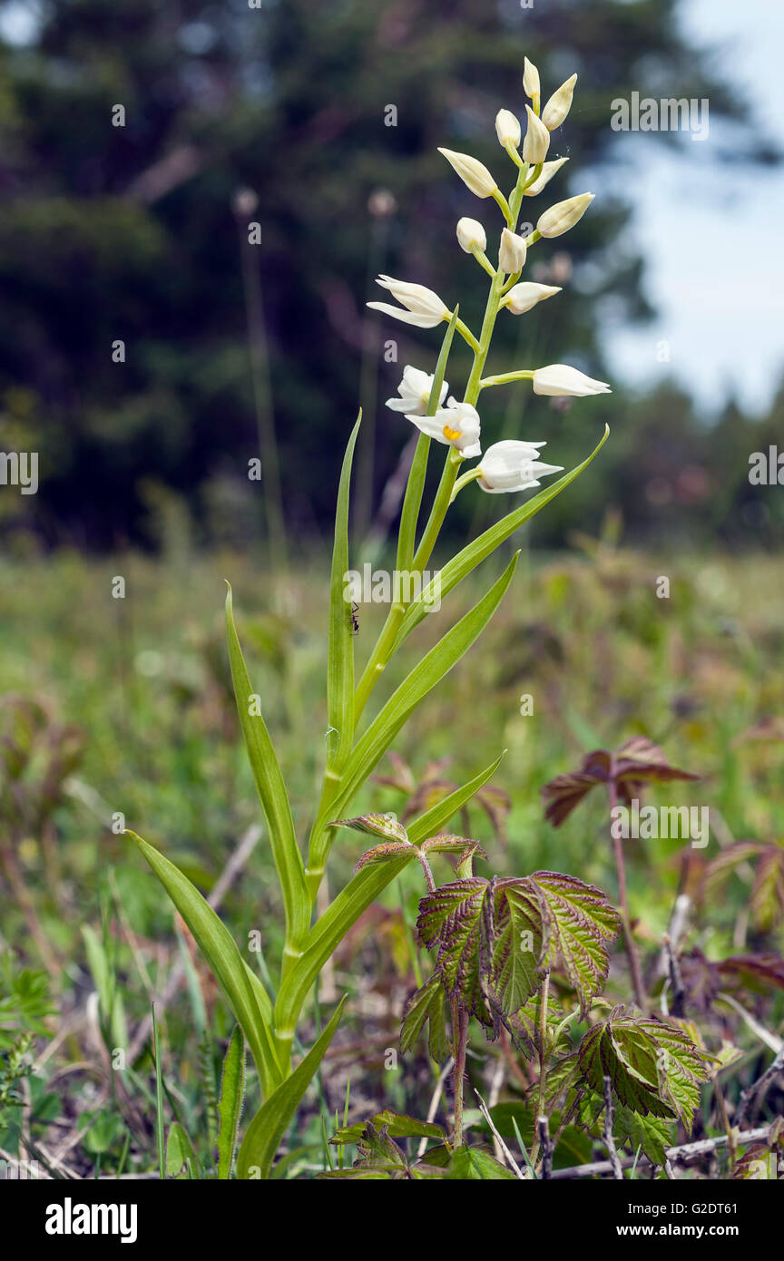 Narrow-leaved Helleborine (Cephalanthera Longifolia) Stockfoto