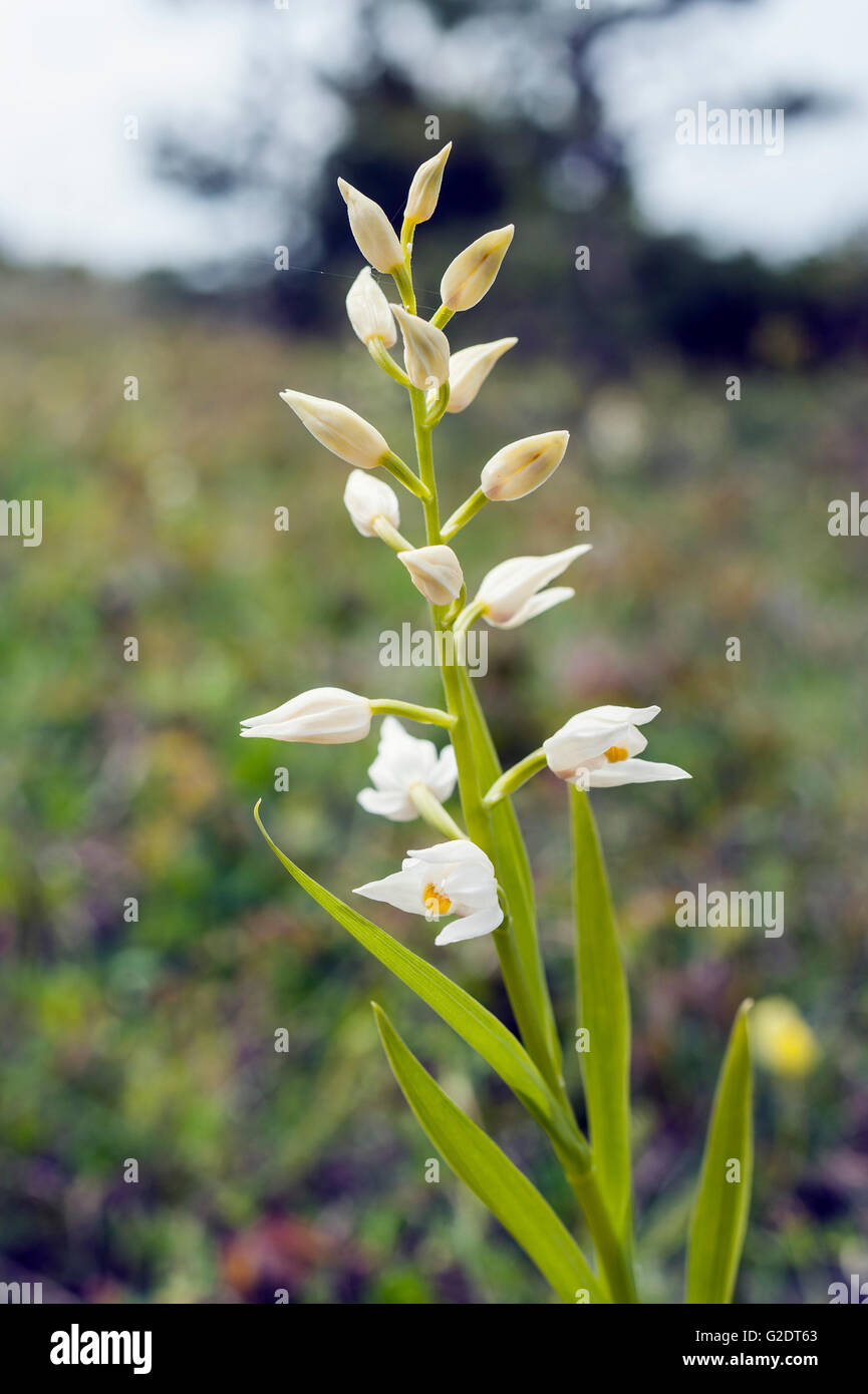 Narrow-leaved Helleborine (Cephalanthera Longifolia) Stockfoto