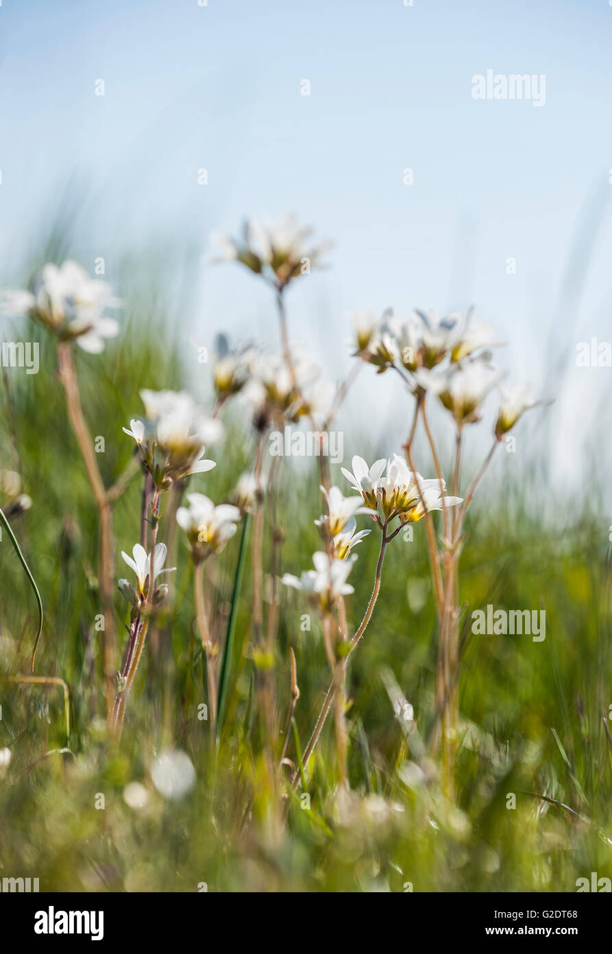 Wiese-Steinbrech (Saxifraga Granulata) Stockfoto