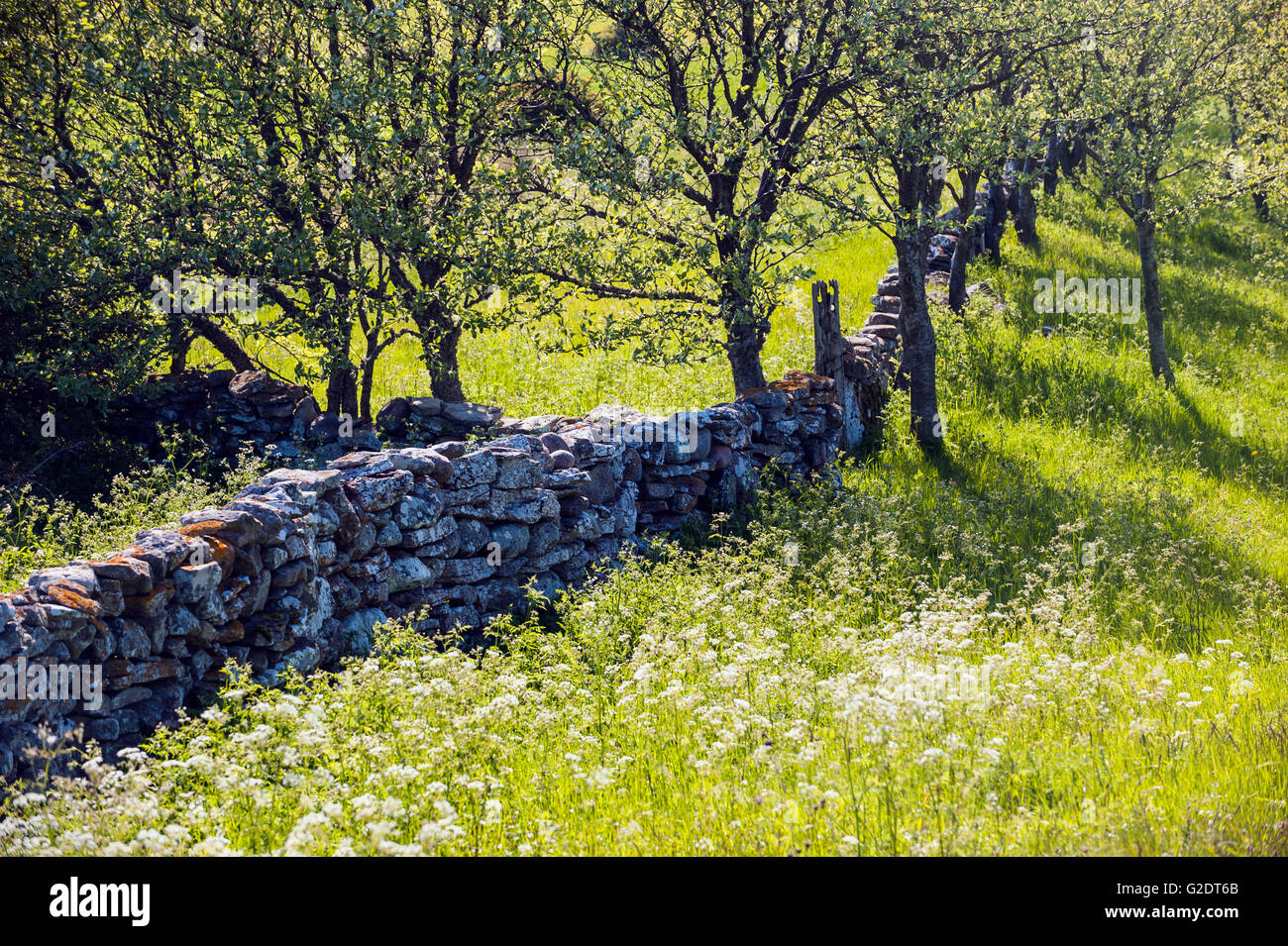 Stein Zaun in ländlichen Landschaft. Gotland, Schweden Stockfoto