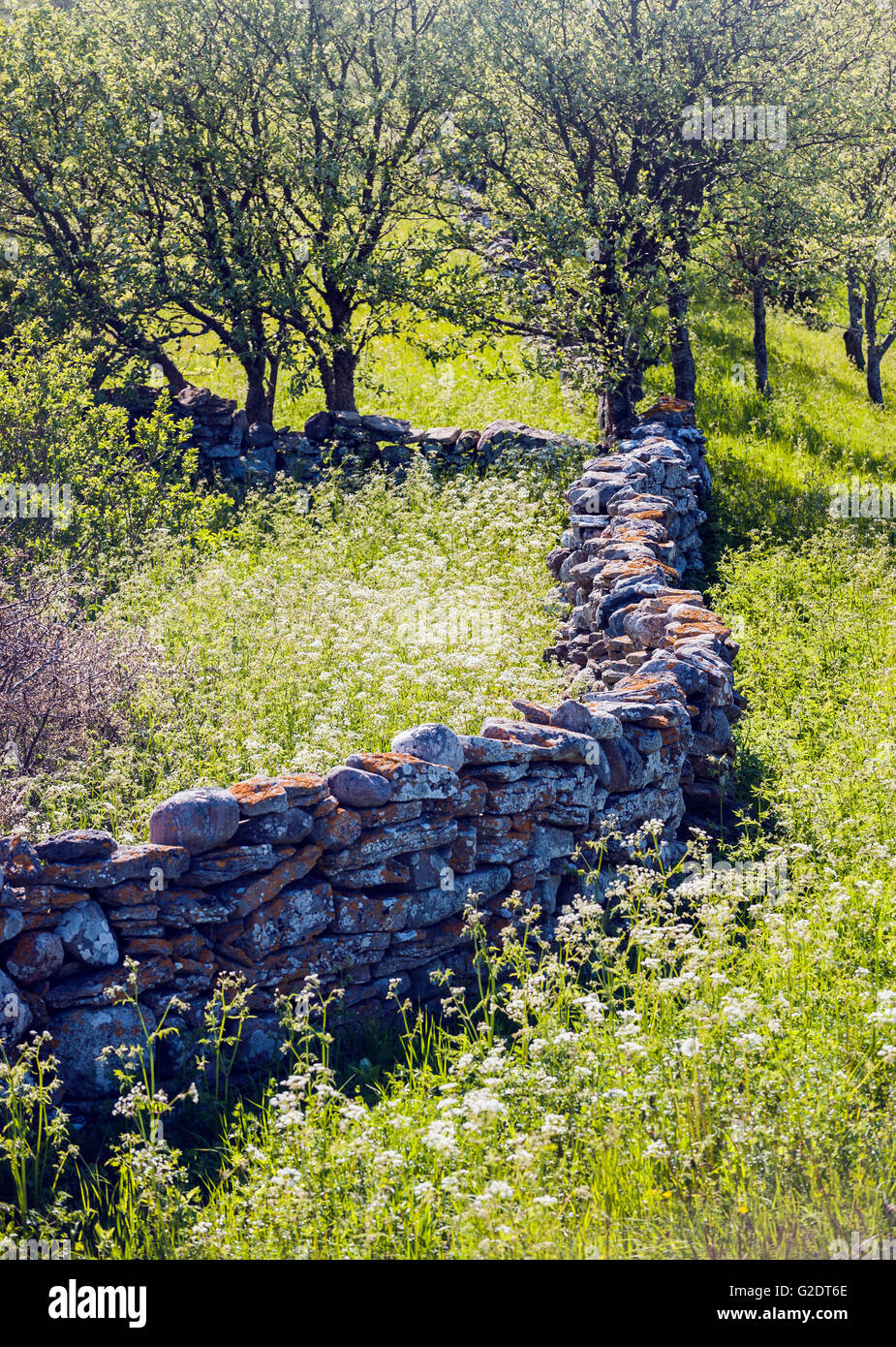 Stein Zaun in ländlichen Landschaft. Gotland, Schweden Stockfoto