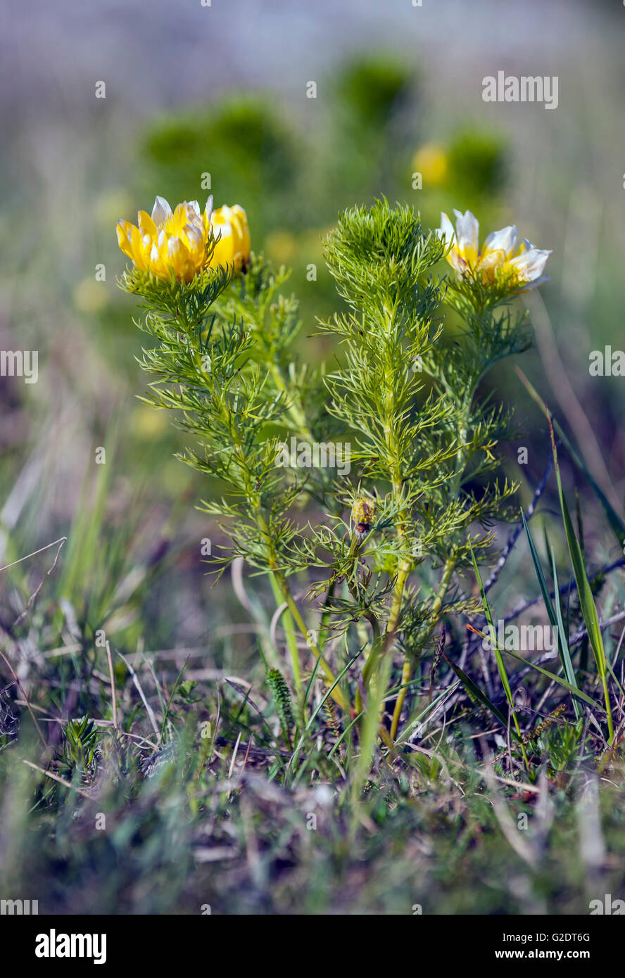 Fasan Auge (Adonis Vernalis) Stockfoto