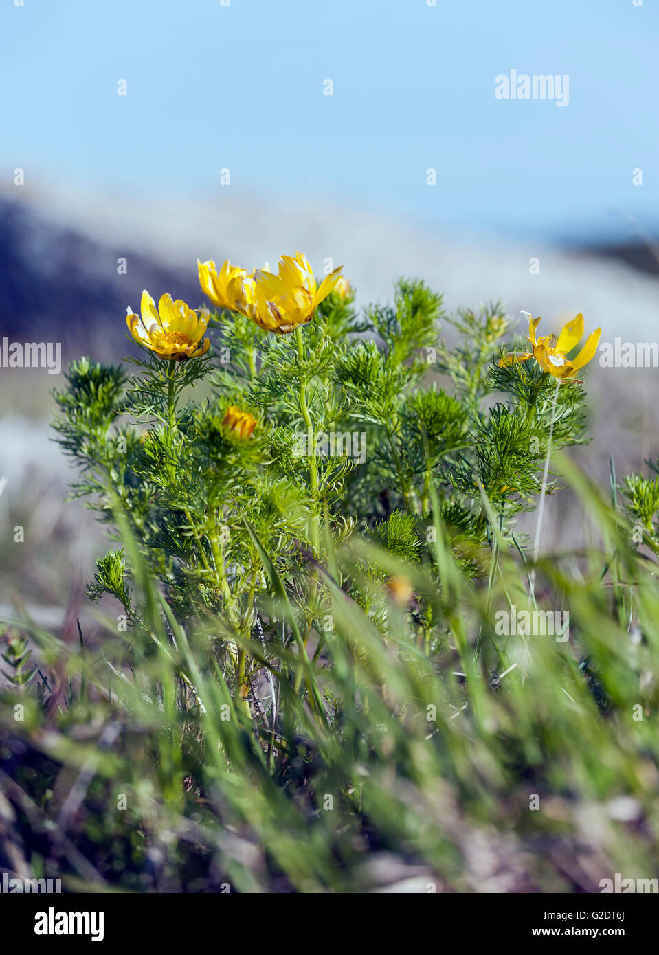 Fasan Auge (Adonis Vernalis) Stockfoto