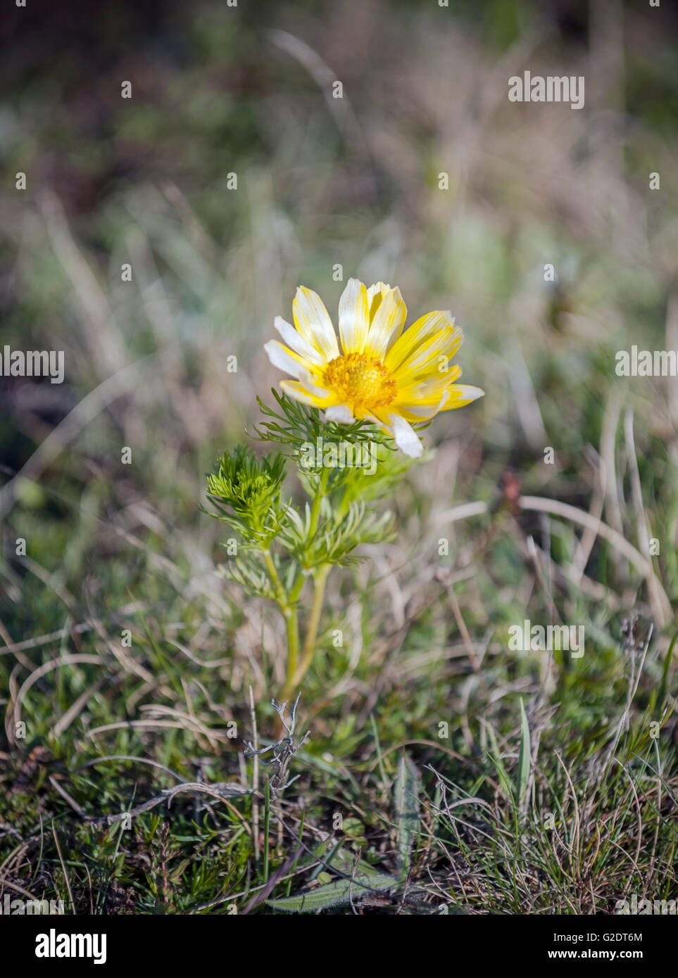 Fasan Auge (Adonis Vernalis) Stockfoto