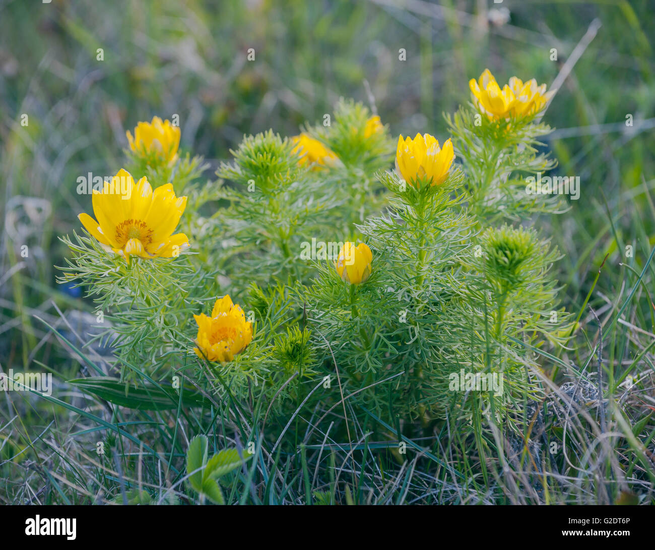 Fasan Auge (Adonis Vernalis) Stockfoto