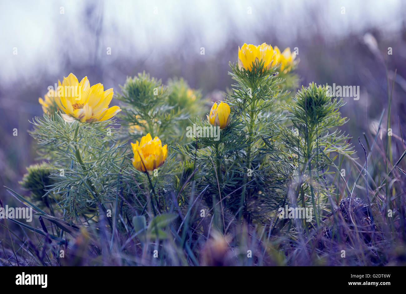 Fasan Auge (Adonis Vernalis) Stockfoto