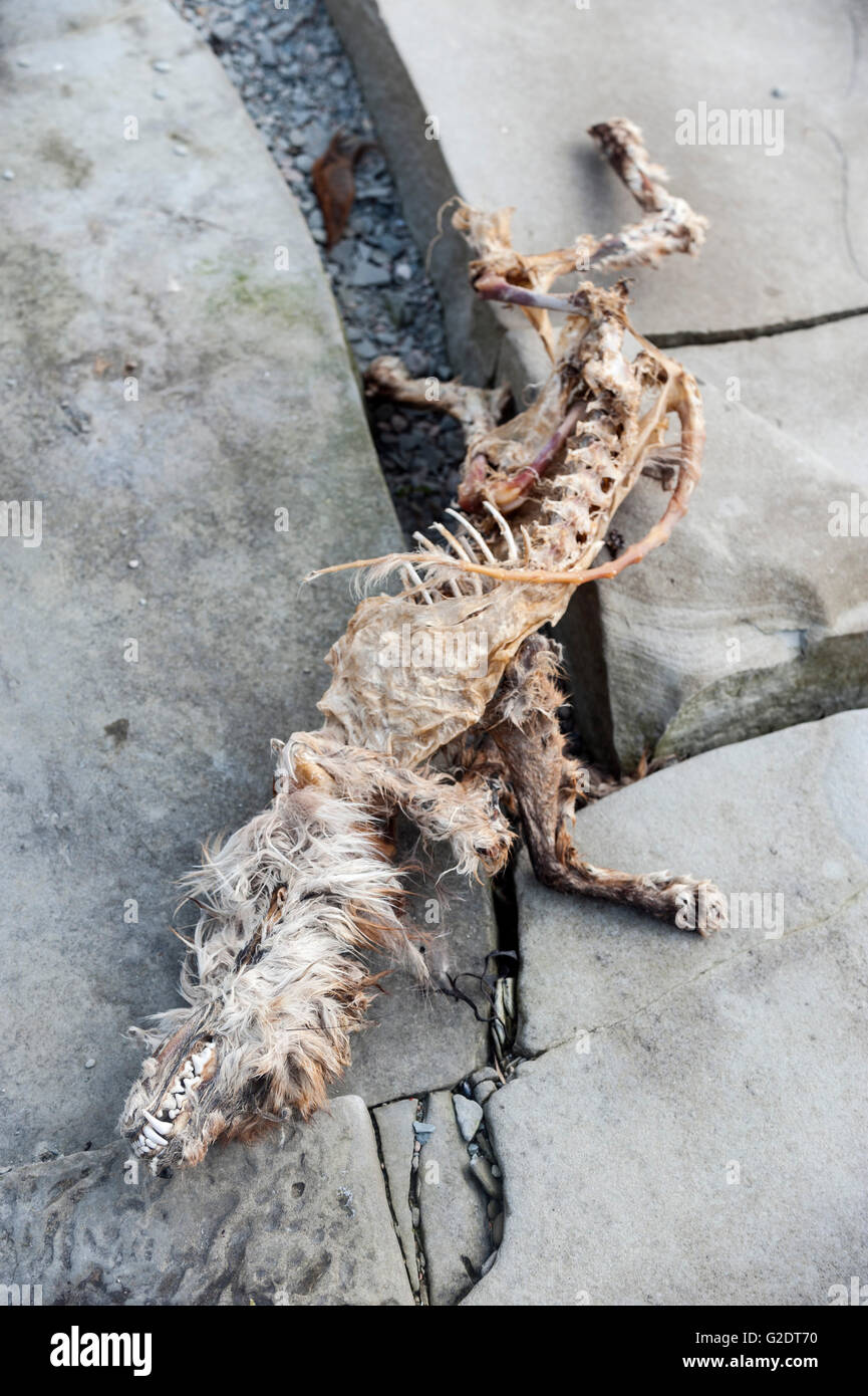 Toten Fuchs Stockfoto