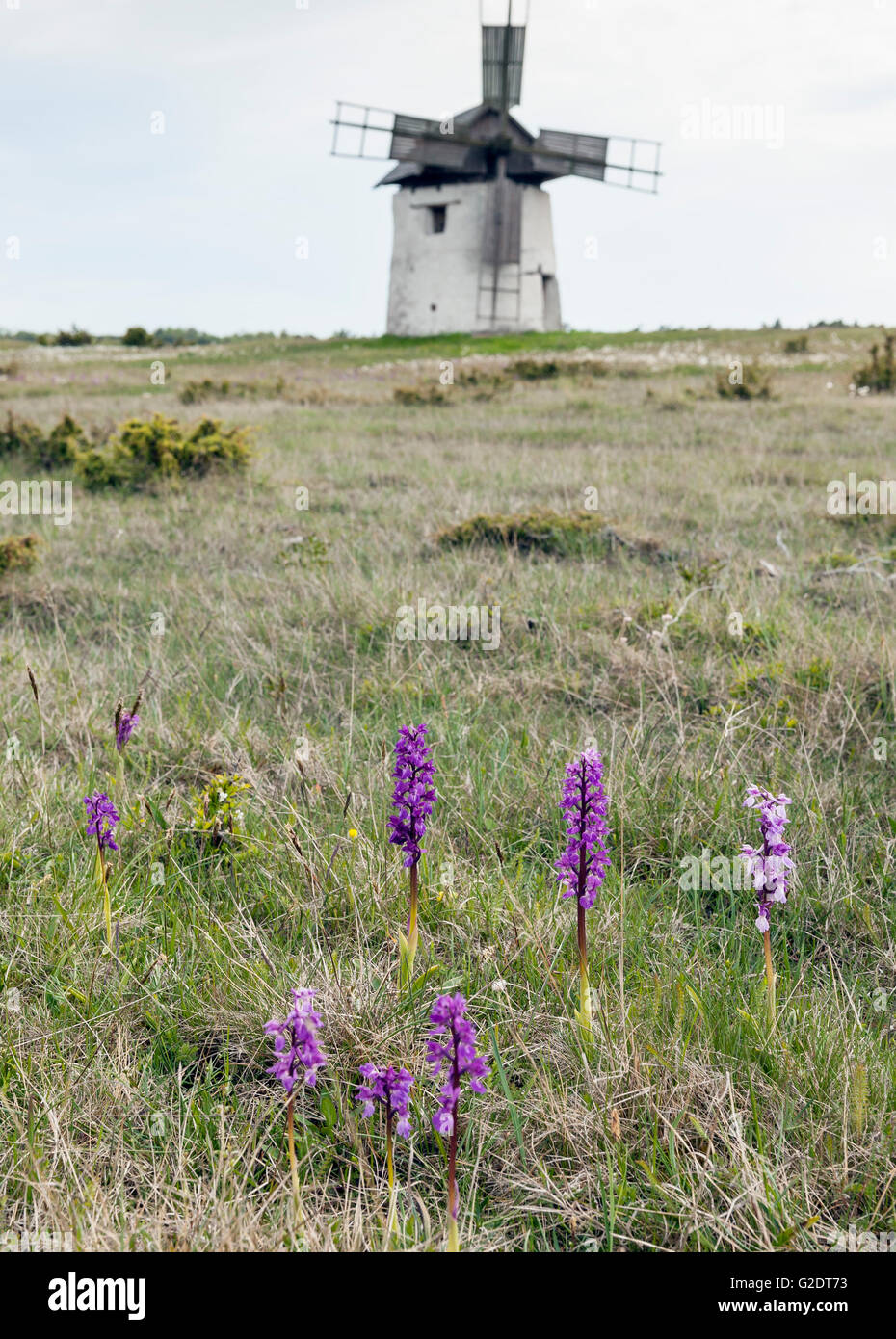 Alte Windmühle und Orchideen. Gotland, Schweden Stockfoto