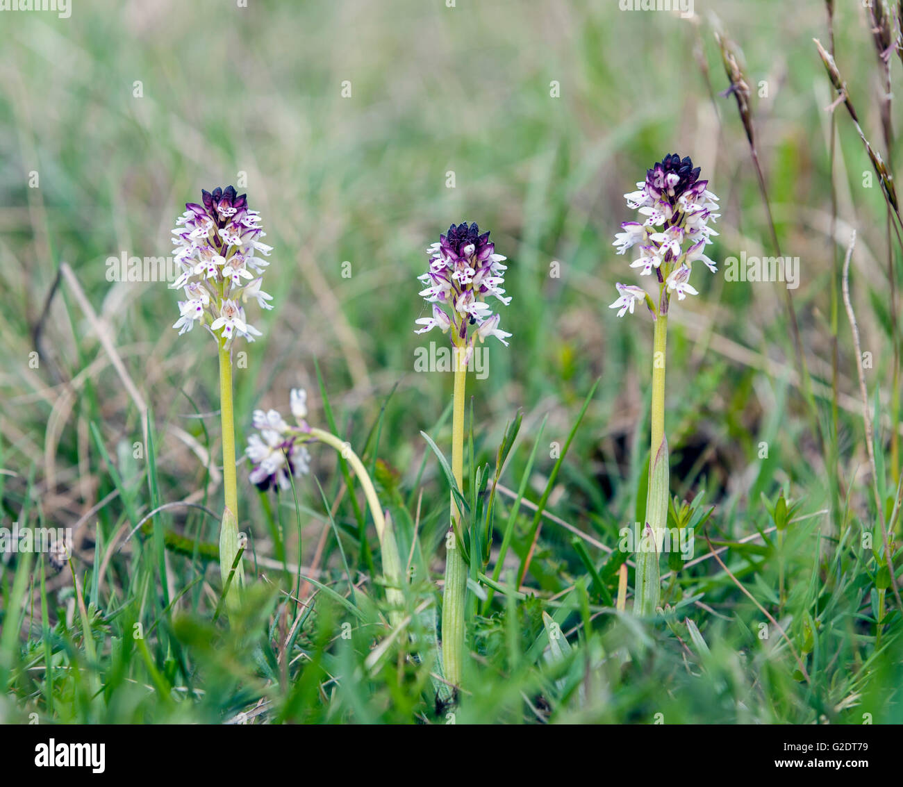 Verbrannte Orchidee. Gotland, Schweden. (Orchis Ustulata) Stockfoto