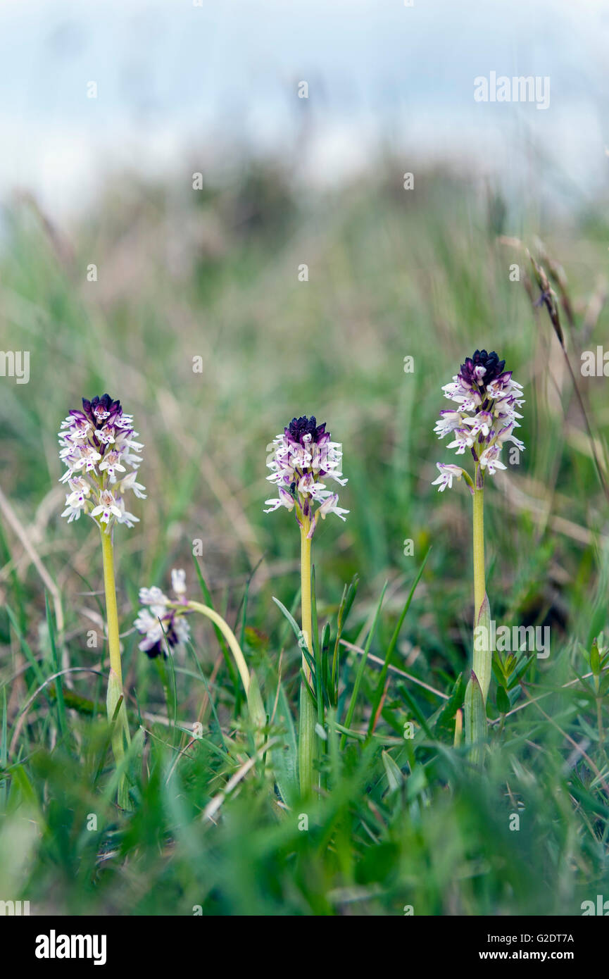 Verbrannte Orchidee. Gotland, Schweden. (Orchis Ustulata) Stockfoto