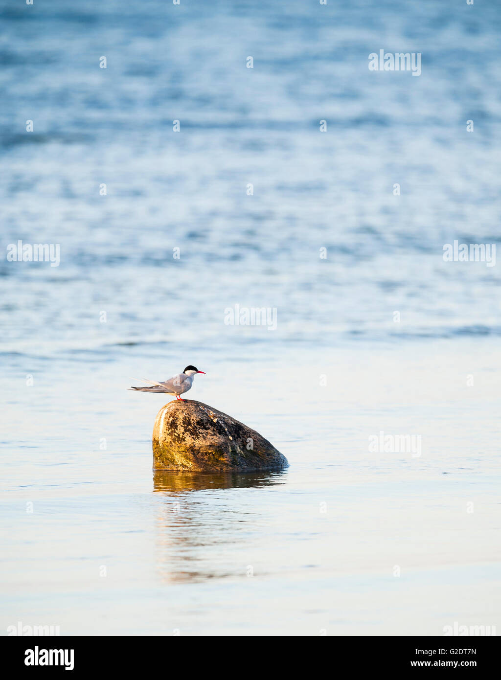 Küstenseeschwalbe (Sterna Paradisaea) Stockfoto