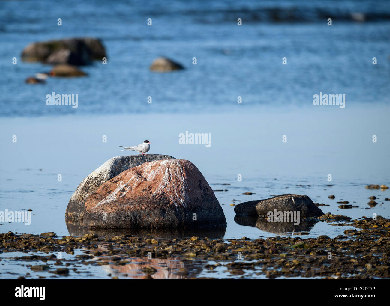 Küstenseeschwalbe (Sterna Paradisaea) Stockfoto