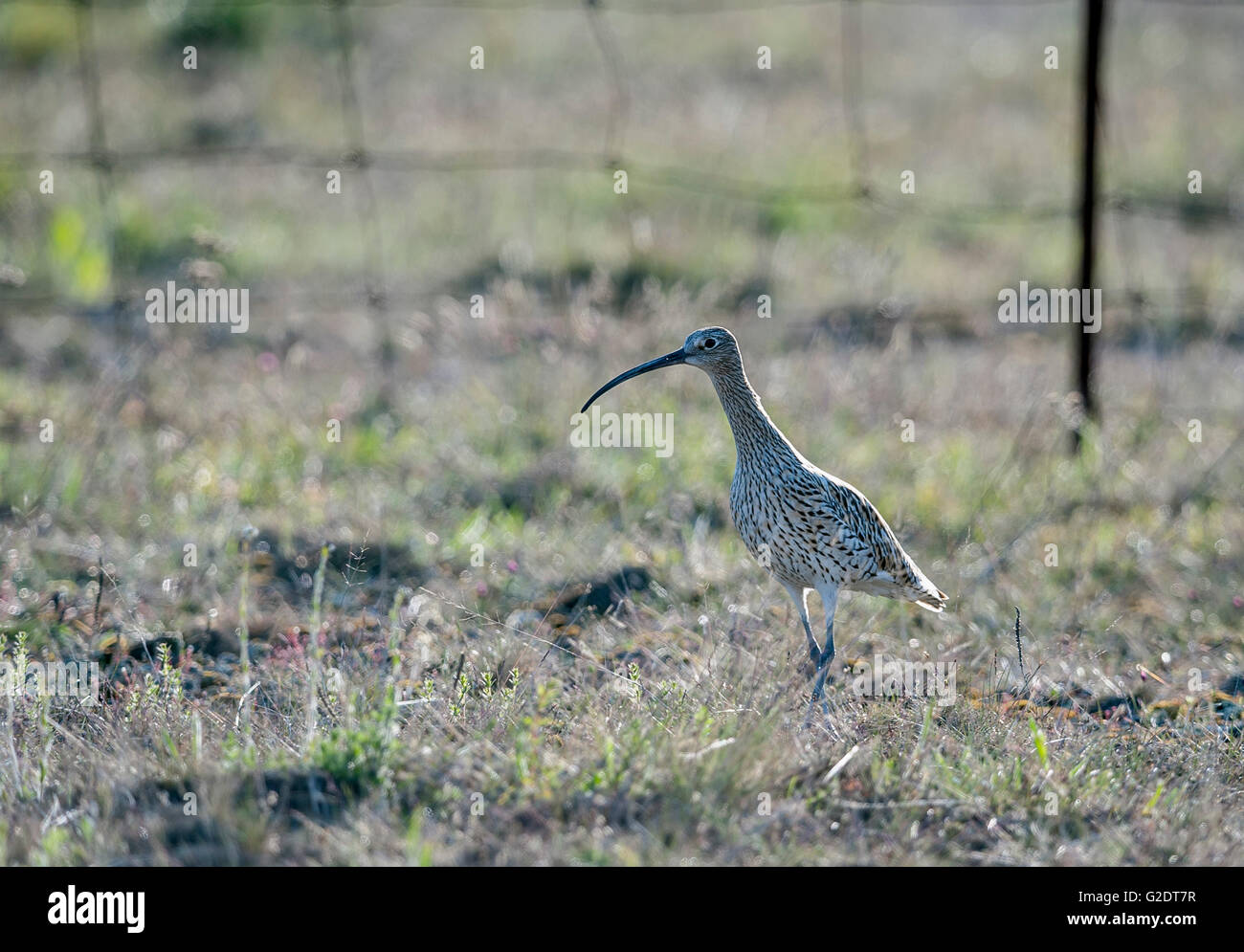 Eurasische Brachvogel (Numenius Arquata) Stockfoto