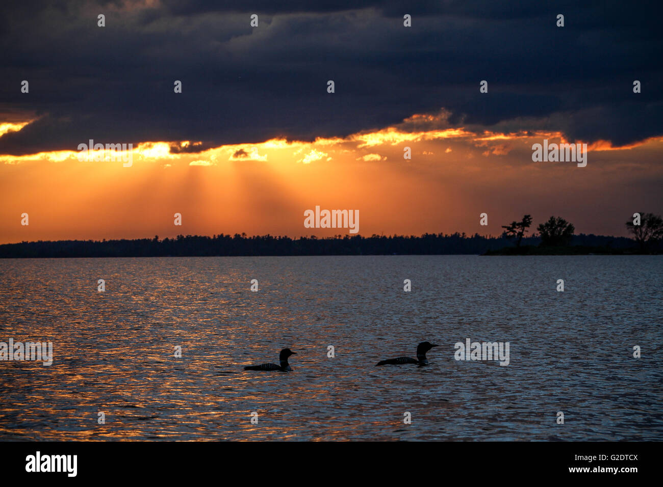 Seetaucher genießen Sie den Sonnenuntergang im Voyageurs National Park, Lake Kabetogama, Minnesota, USA Stockfoto