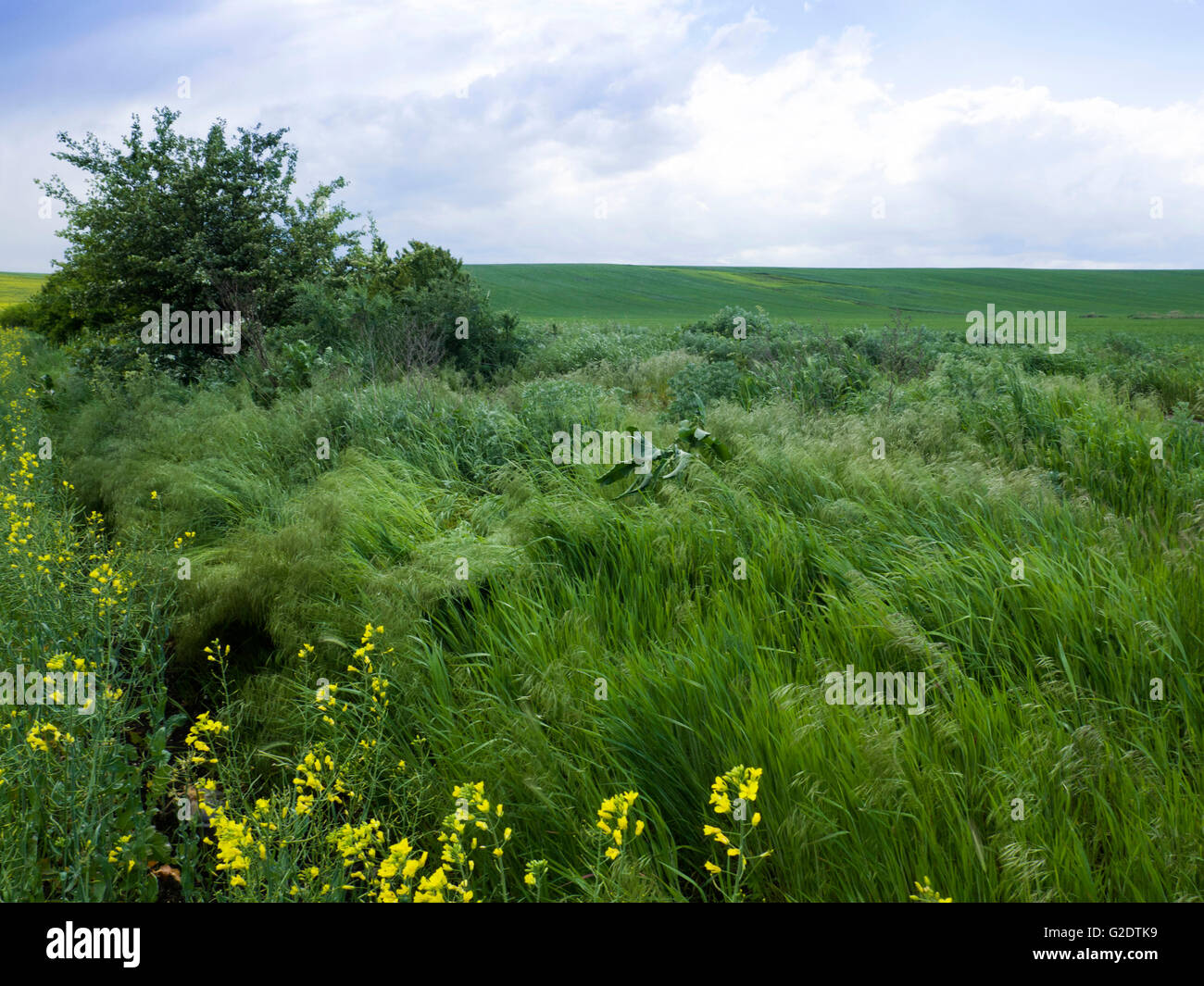 Rasen-Hügel Stockfoto