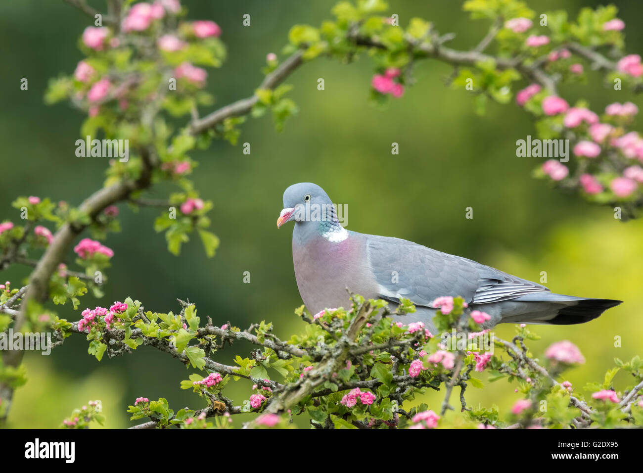 Nahaufnahme einer Ringeltaube Columba Palumbus, thront in einen Baum essen rosa Blüten im Frühling Stockfoto