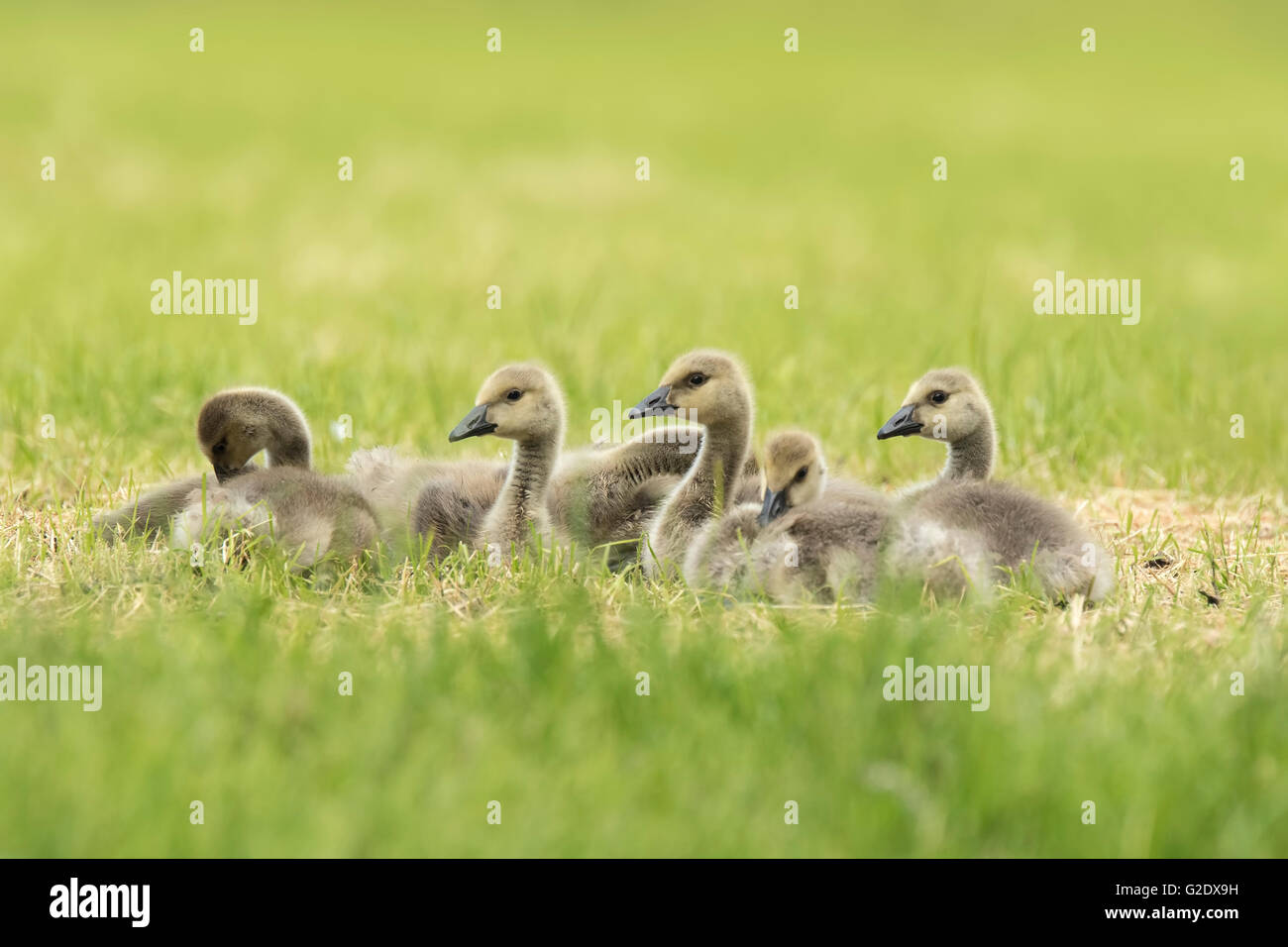 Nahaufnahme von Neugeborenen Küken Kanadagans (Branta Canadensis) und Gans Familie grasen auf einer Wiese Stockfoto