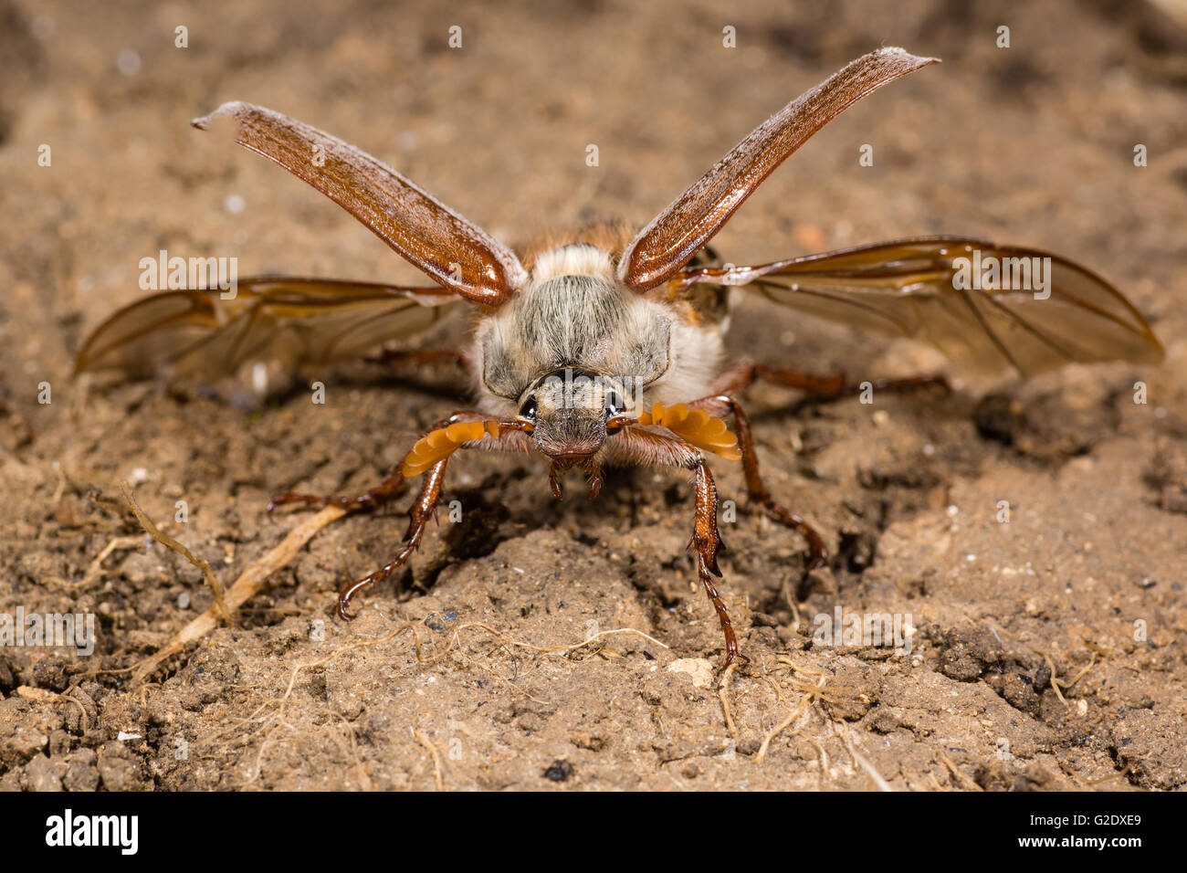 Maikäfer (Melolontha Melolontha) etwa abzunehmen. Käfer in Scarabaeidae zeigt Familienstruktur der Flügeldecken und Hinterflügel Stockfoto
