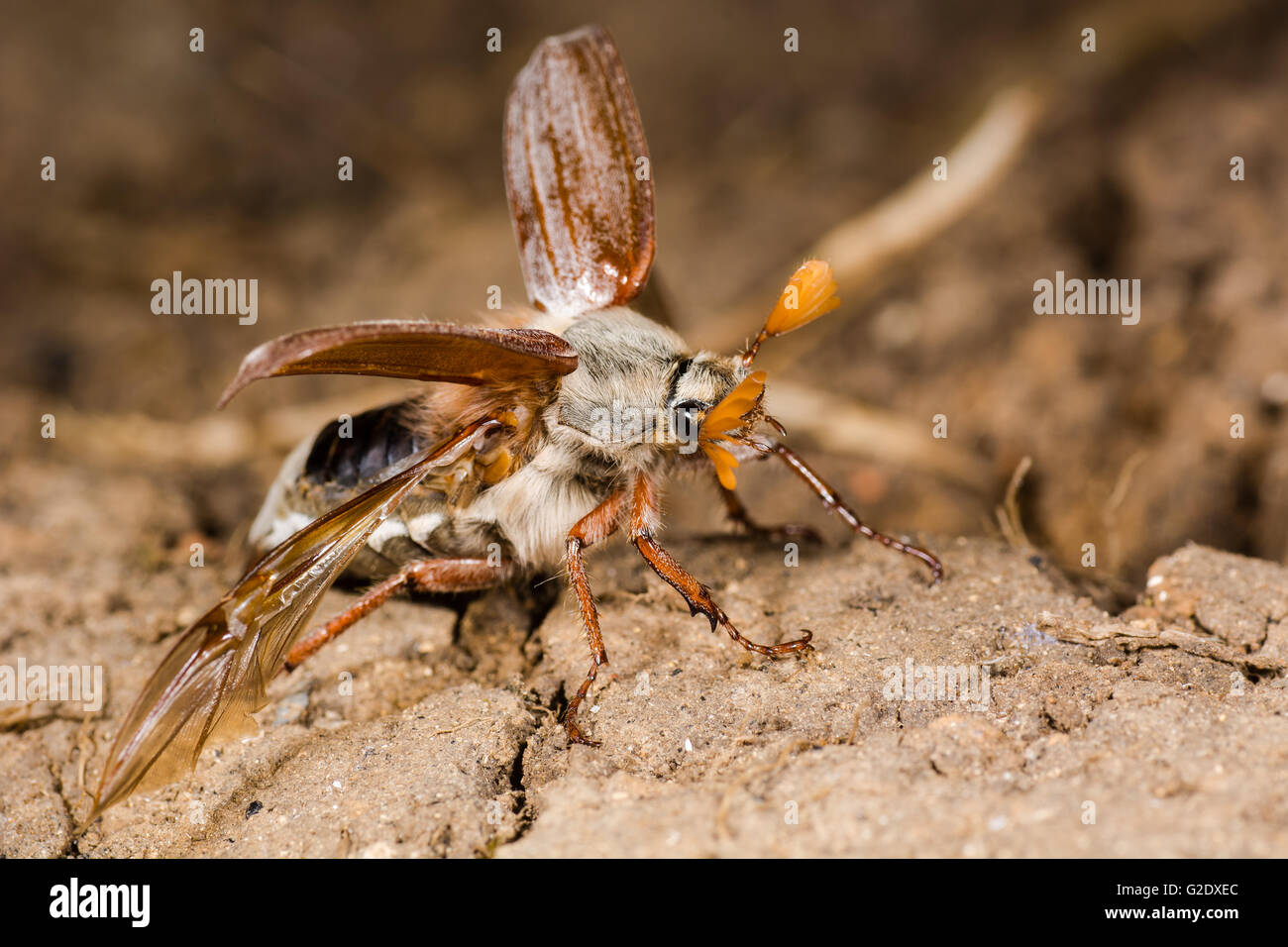Maikäfer (Melolontha Melolontha) etwa abzunehmen. Käfer in Scarabaeidae zeigt Familienstruktur der Flügeldecken und Hinterflügel Stockfoto