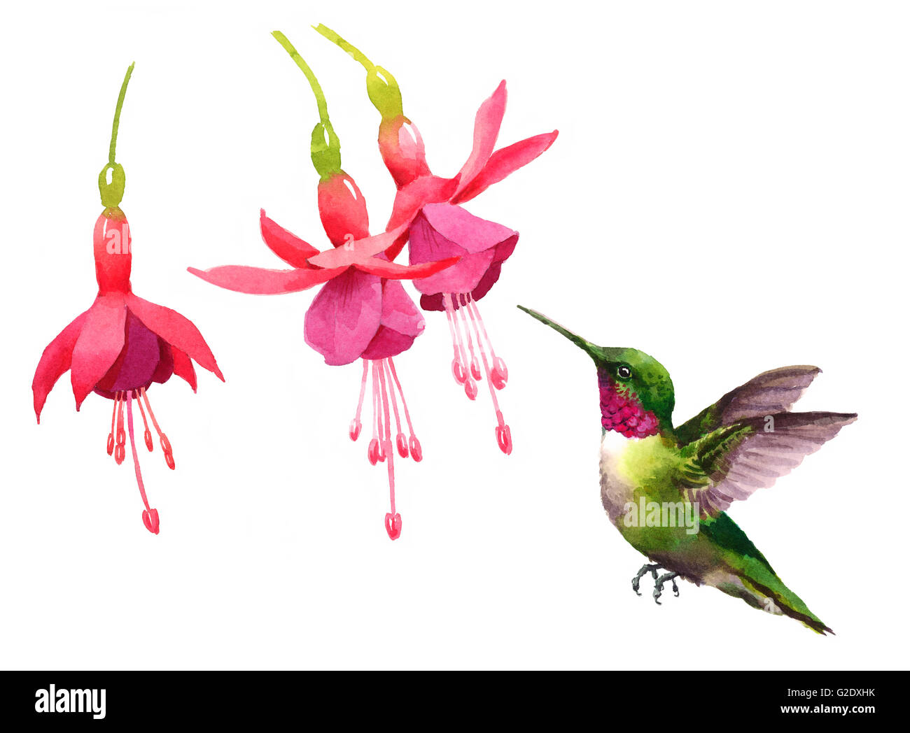 Aquarell Vogel Kolibri fliegen Hand Drawn Sommergarten Illustration isoliert auf weißem Hintergrund Stockfoto