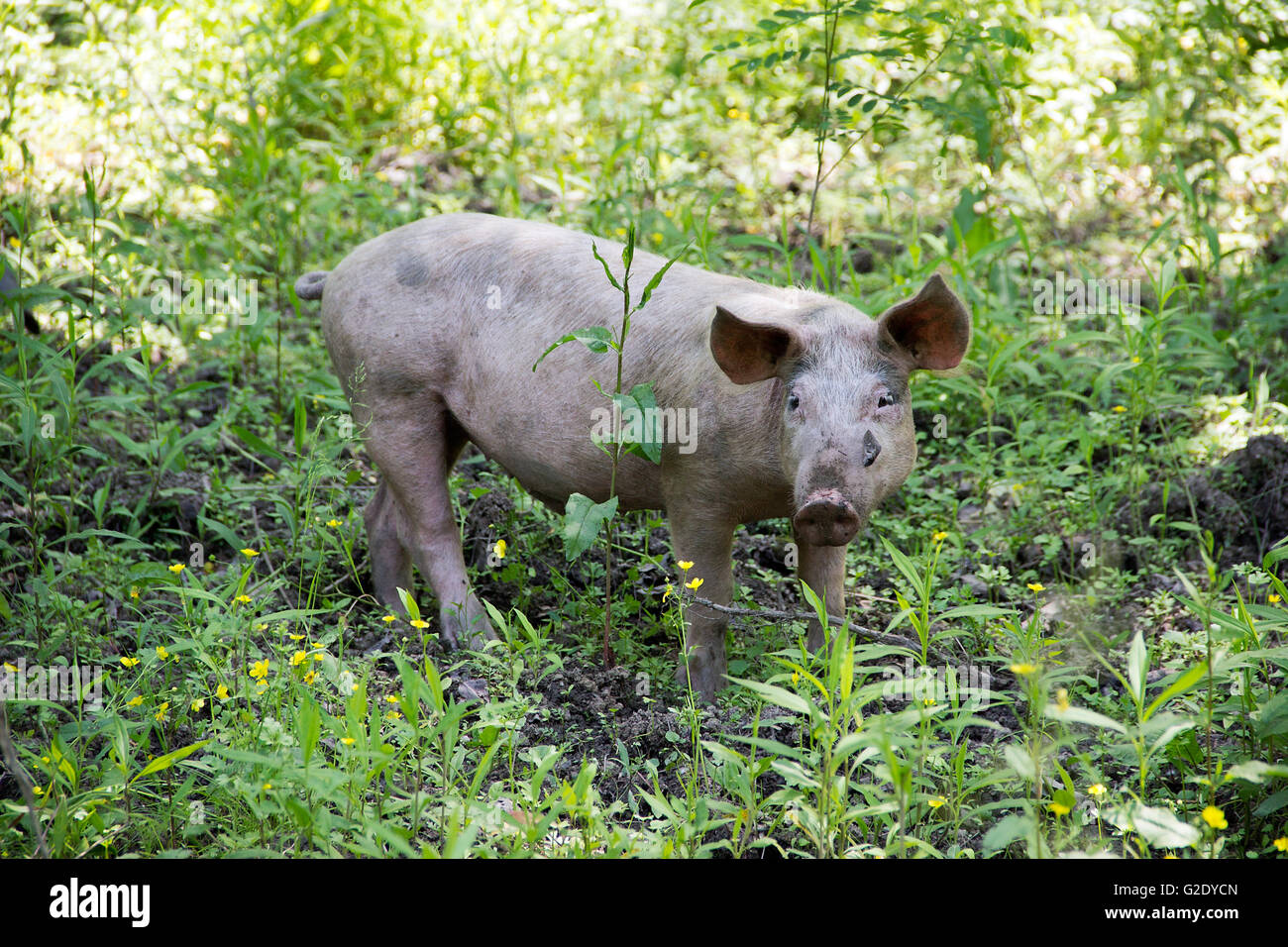 Serbien - Hausschwein (Sus Scrofa) frei Wandern im Wald Stockfoto