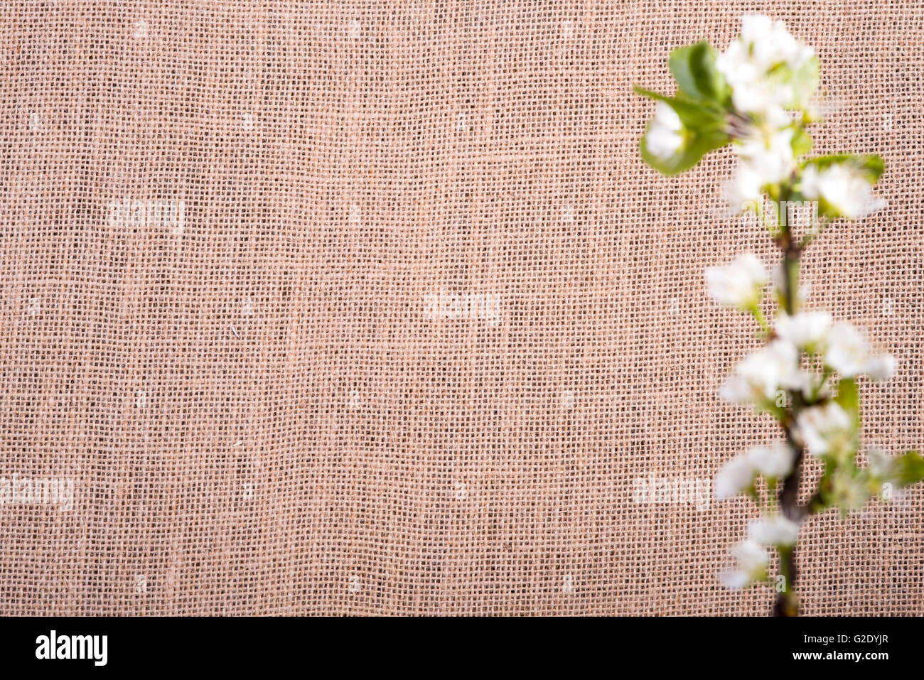 Foto zeigt den materiellen Hintergrund mit weißen Blüten Stockfoto