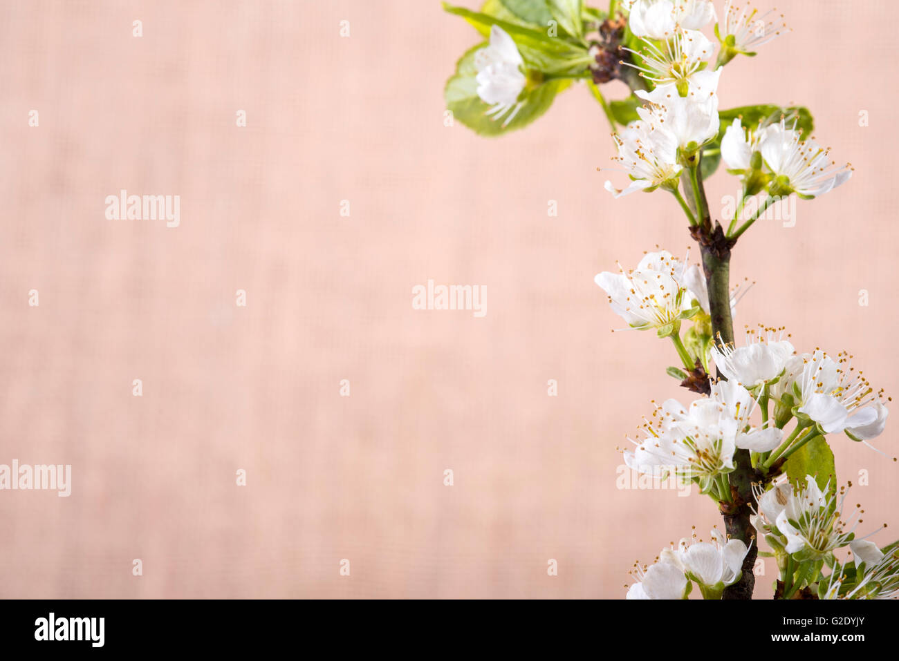 Foto zeigt den materiellen Hintergrund mit weißen Blüten Stockfoto